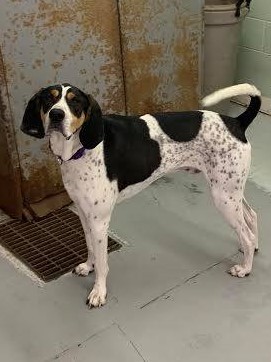 Cooper, a Adoptable Hound in Millville, UT image 6/7