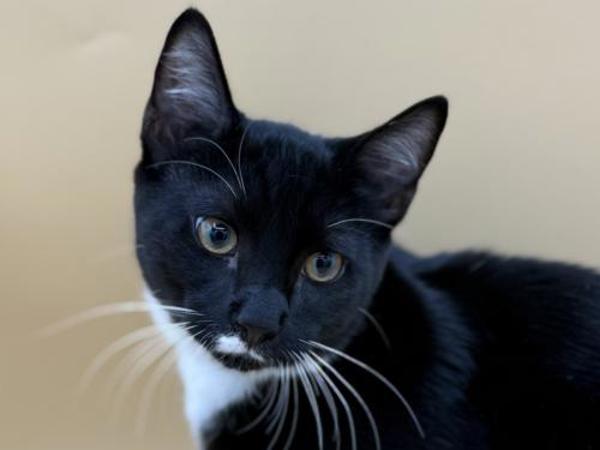 Ernie, Adoptable, Kitten Male Domestic Short Hair.