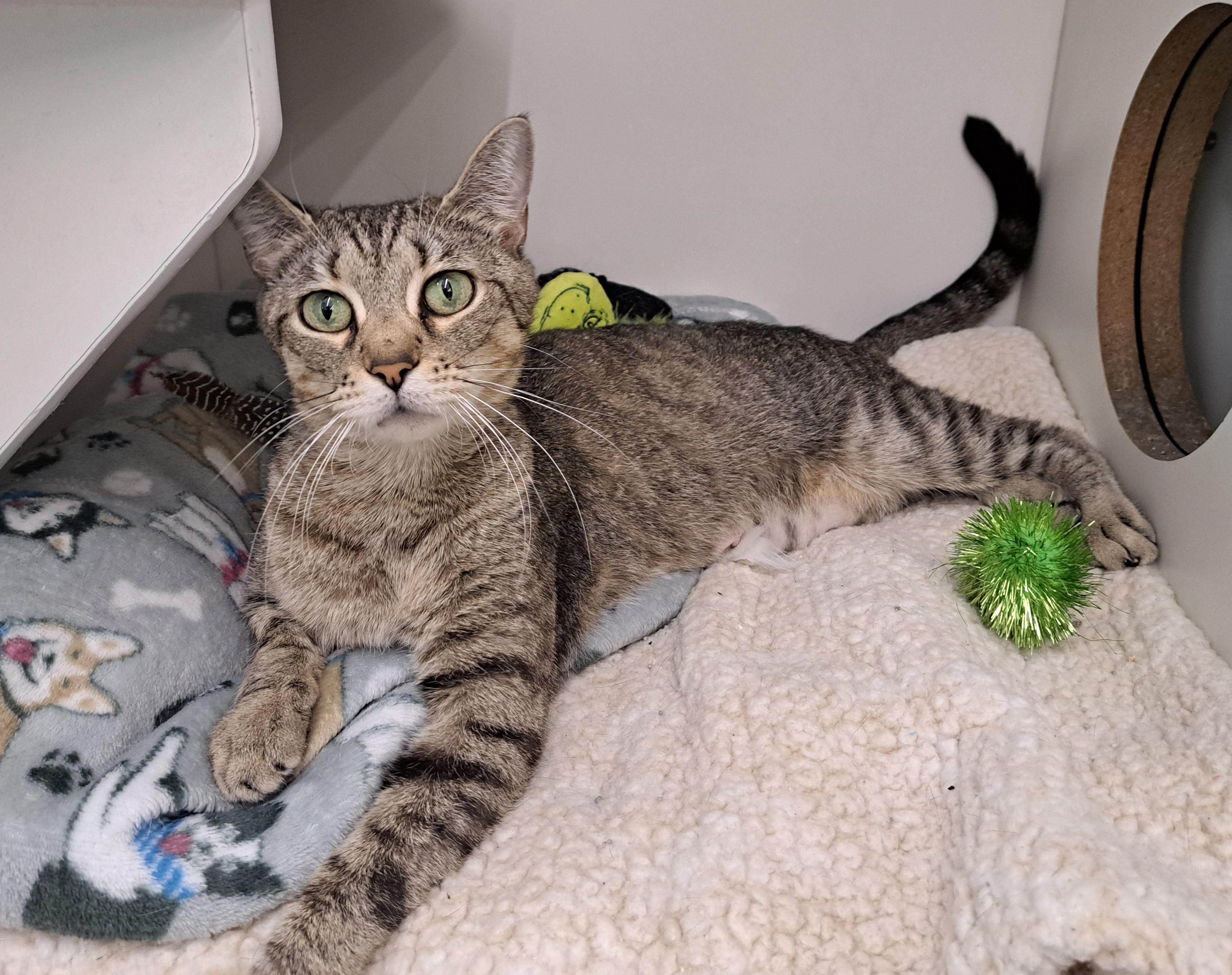 Enlarge Cindi, a ADOPTABLE Tabby in New Albany, OH image 3/6