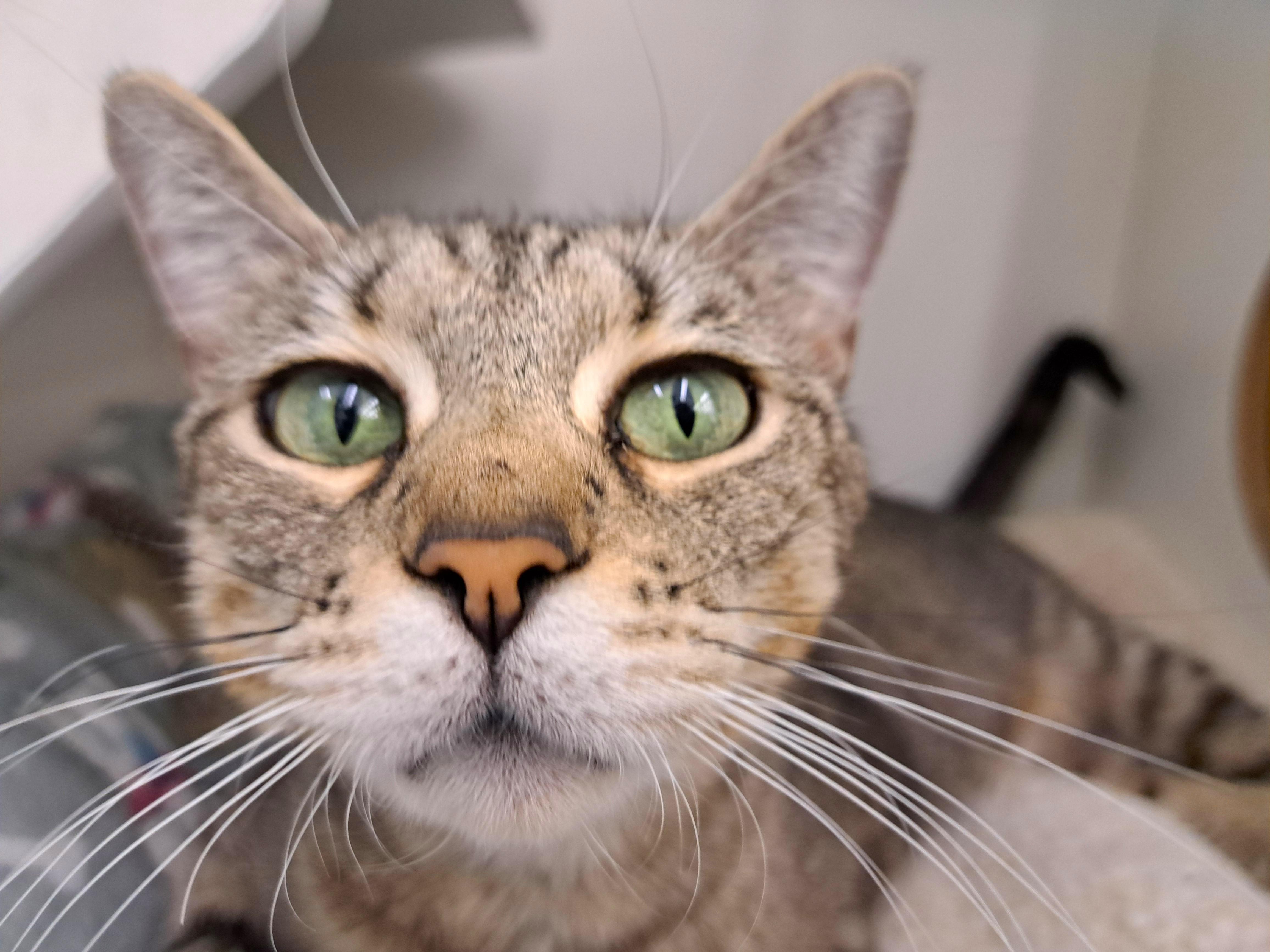 Enlarge Cindi, a ADOPTABLE Tabby in New Albany, OH image 1/6