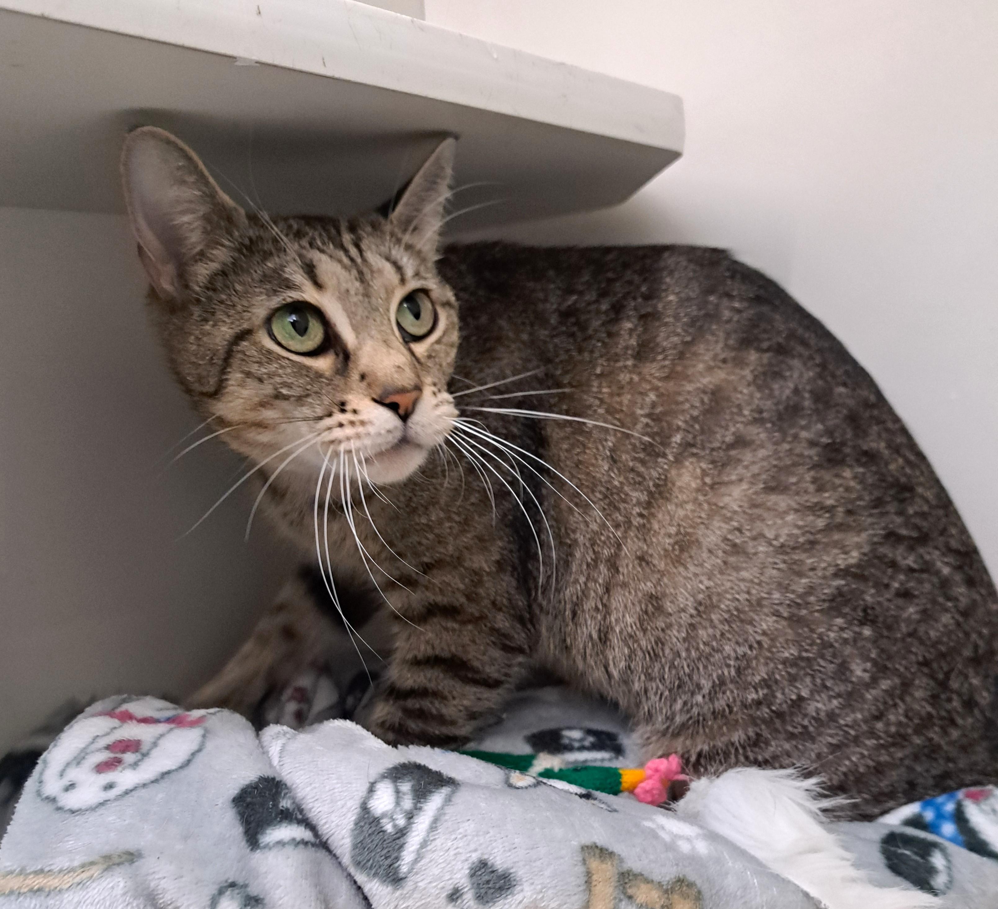 Enlarge Cindi, a ADOPTABLE Tabby in New Albany, OH image 4/6