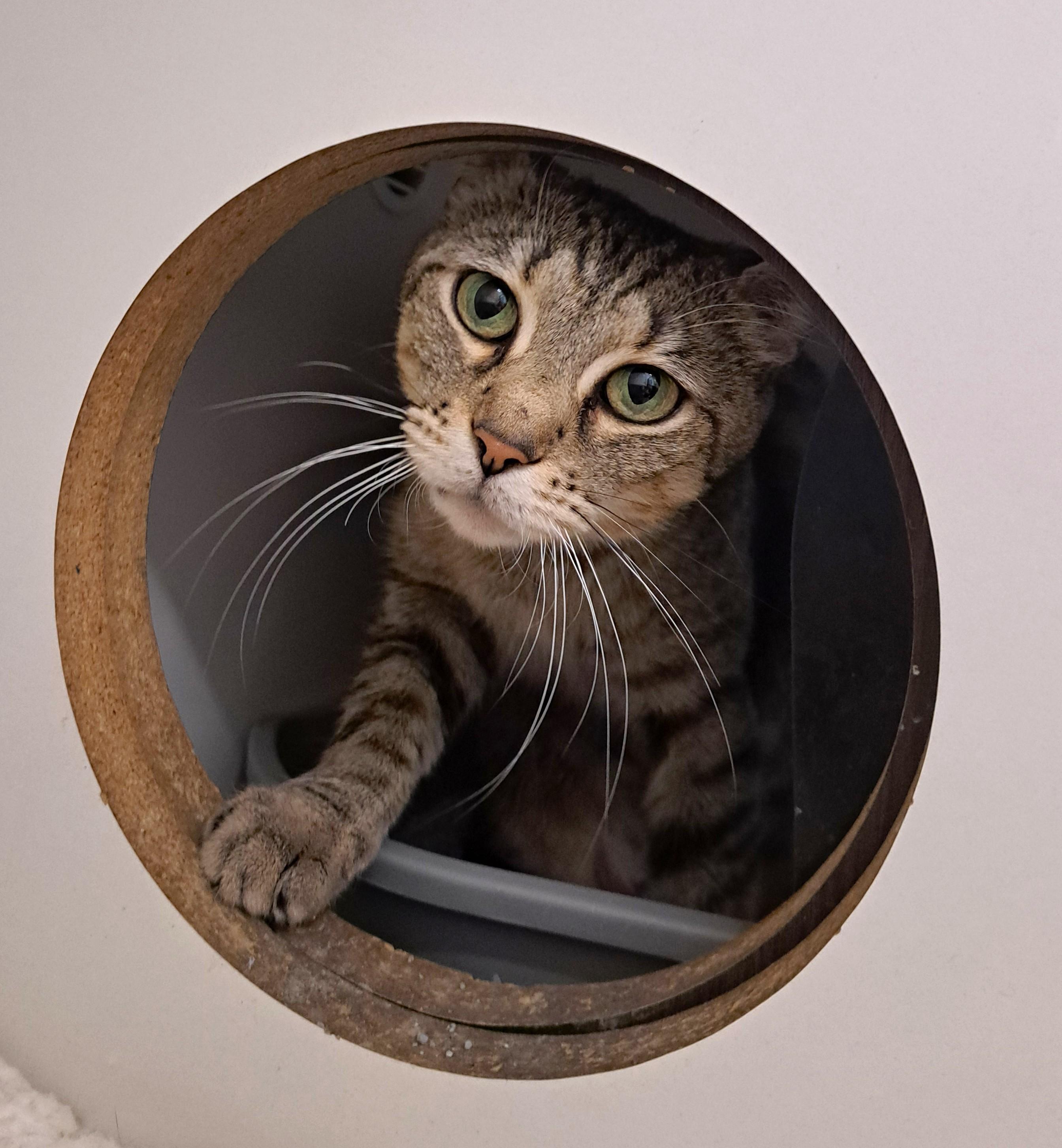 Enlarge Cindi, a ADOPTABLE Tabby in New Albany, OH image 5/6