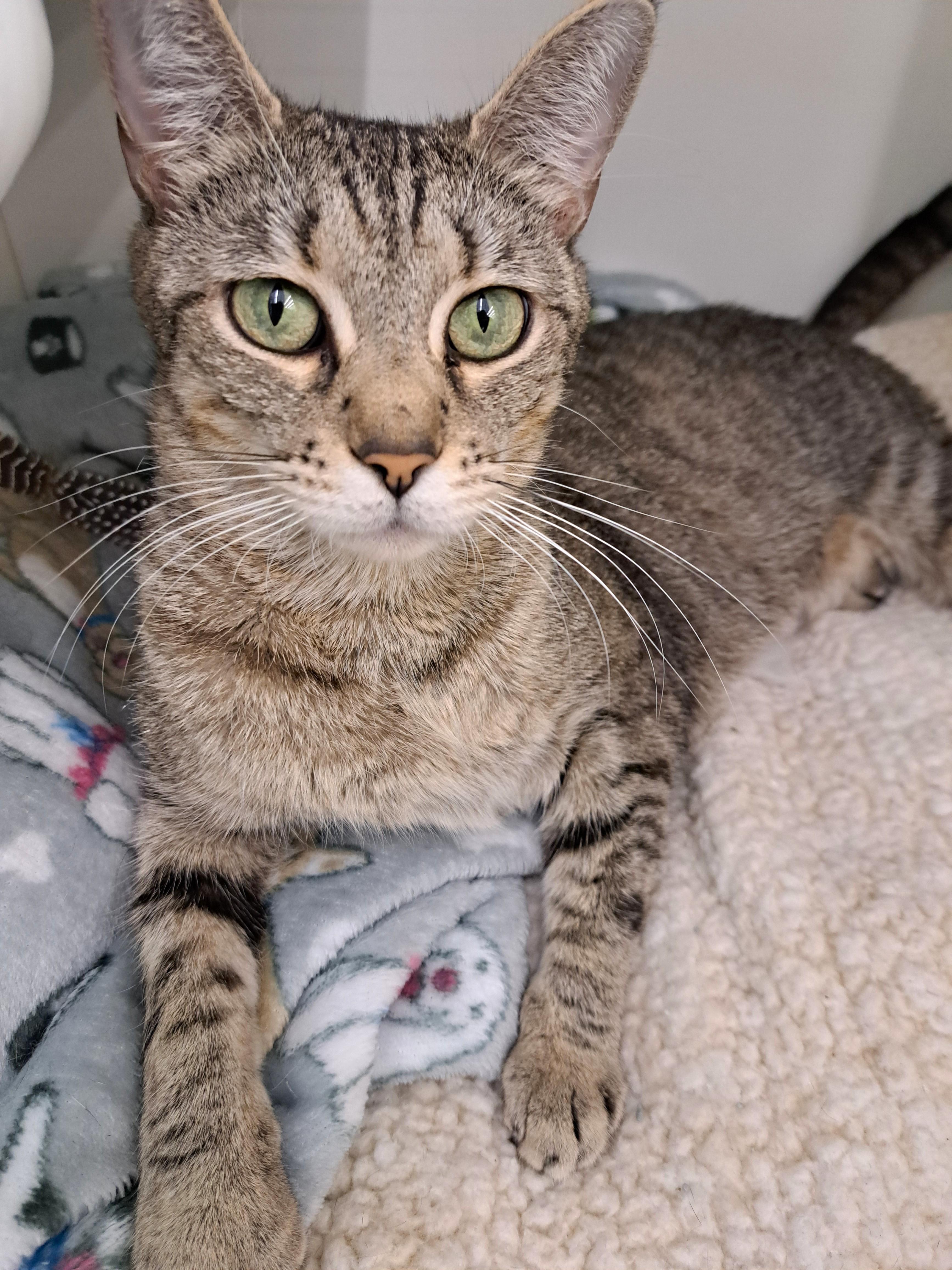 Enlarge Cindi, a ADOPTABLE Tabby in New Albany, OH image 2/6