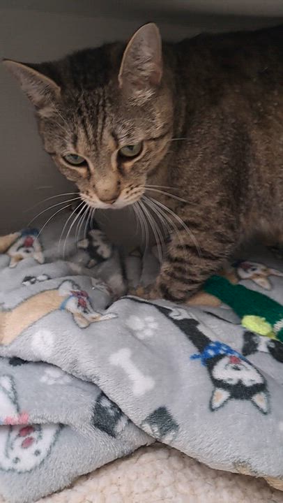 Enlarge Cindi, a ADOPTABLE Tabby in New Albany, OH video 6/6