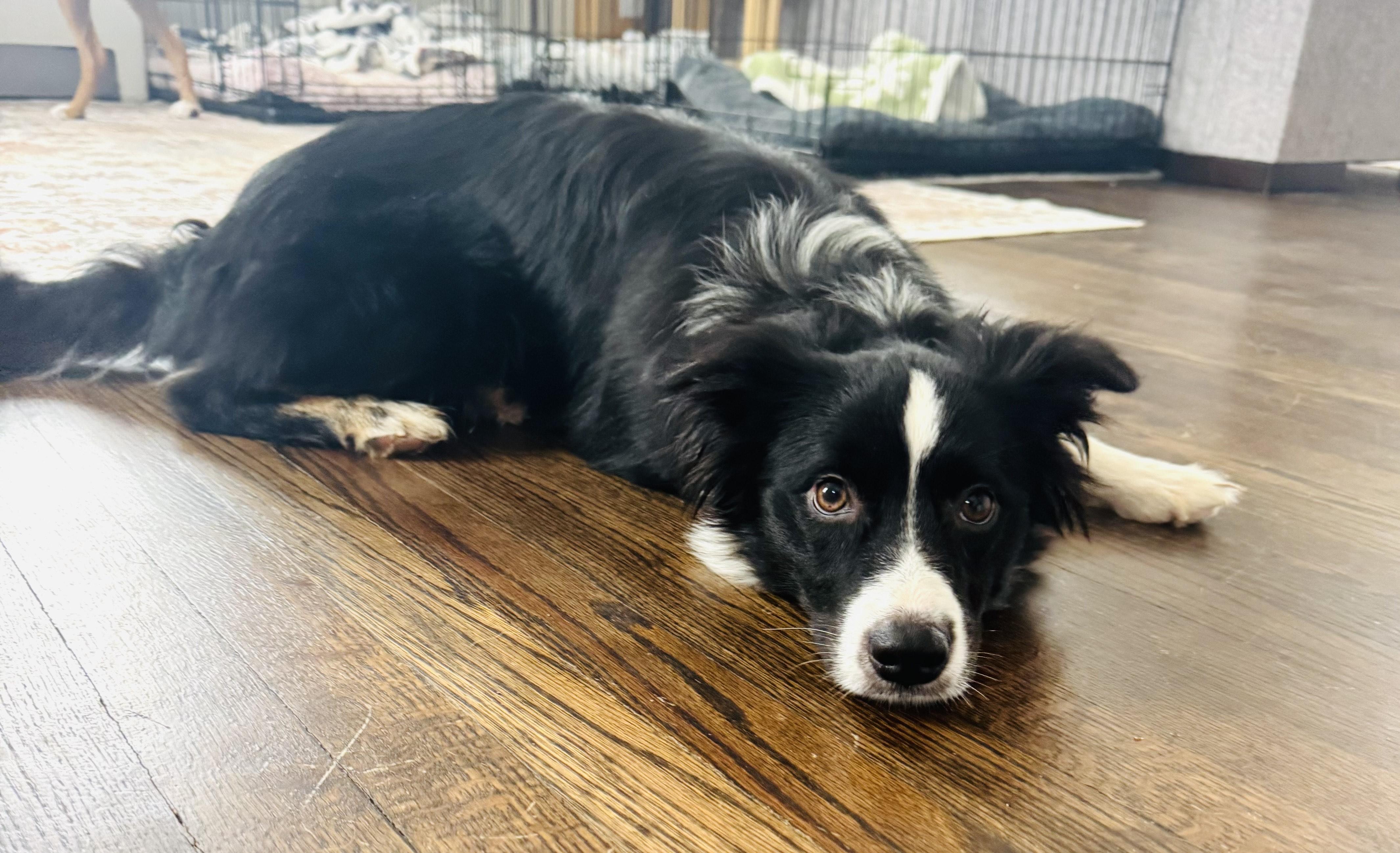 Enlarge Rosie, an adopted mixed breed in Albany, NY image 6/6