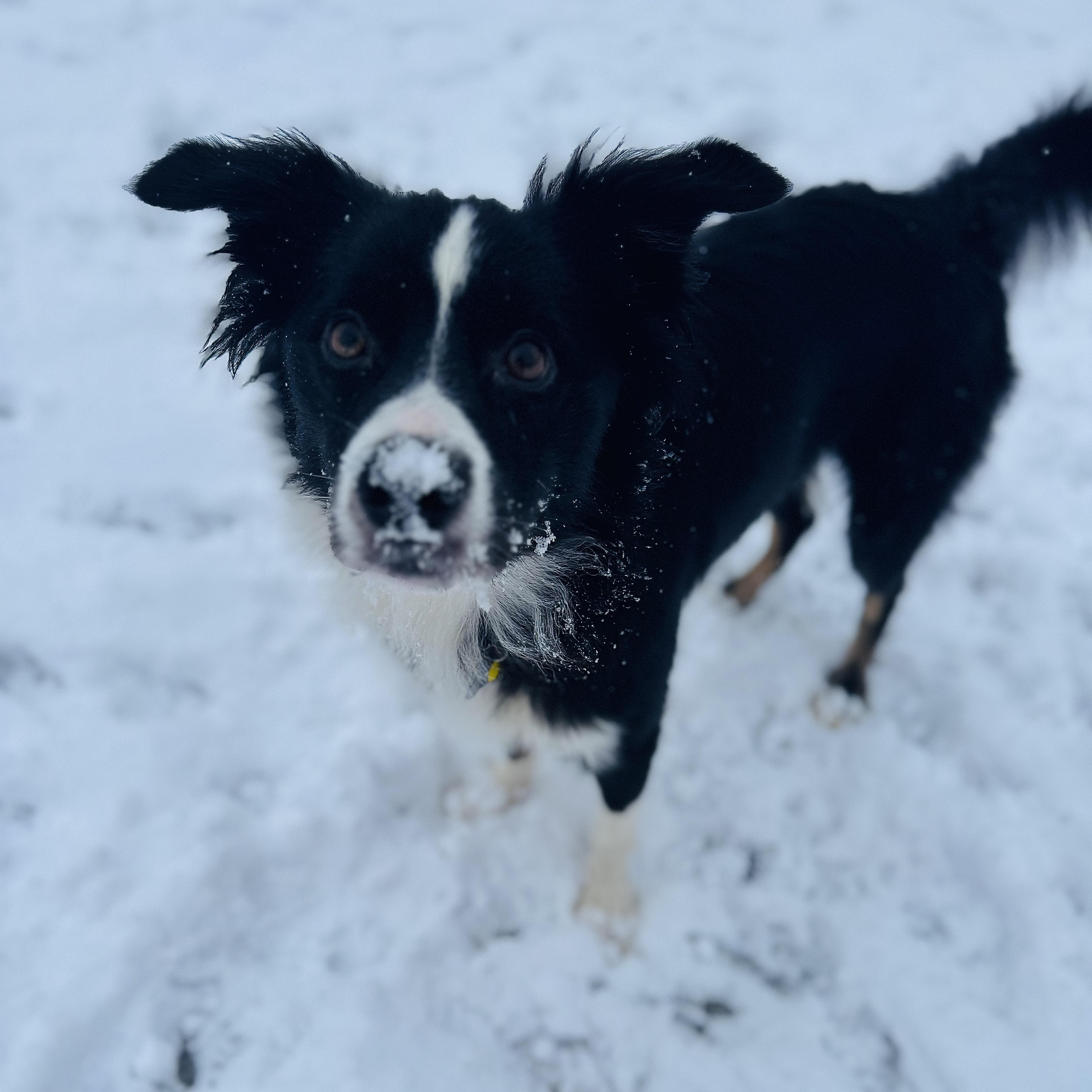Enlarge Rosie, an adopted mixed breed in Albany, NY image 3/6