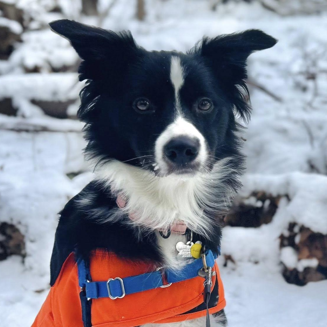 Enlarge Rosie, an adopted mixed breed in Albany, NY image 1/6