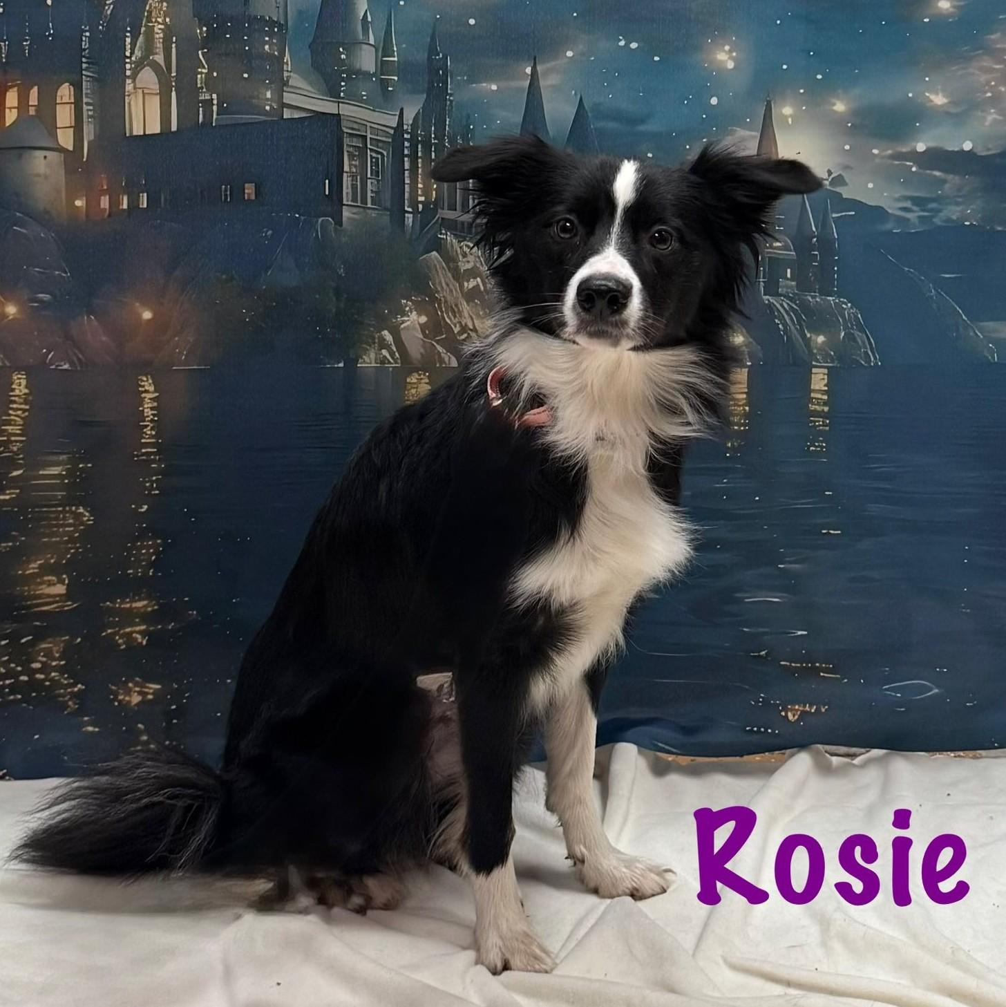 Enlarge Rosie, an adopted mixed breed in Albany, NY image 4/6