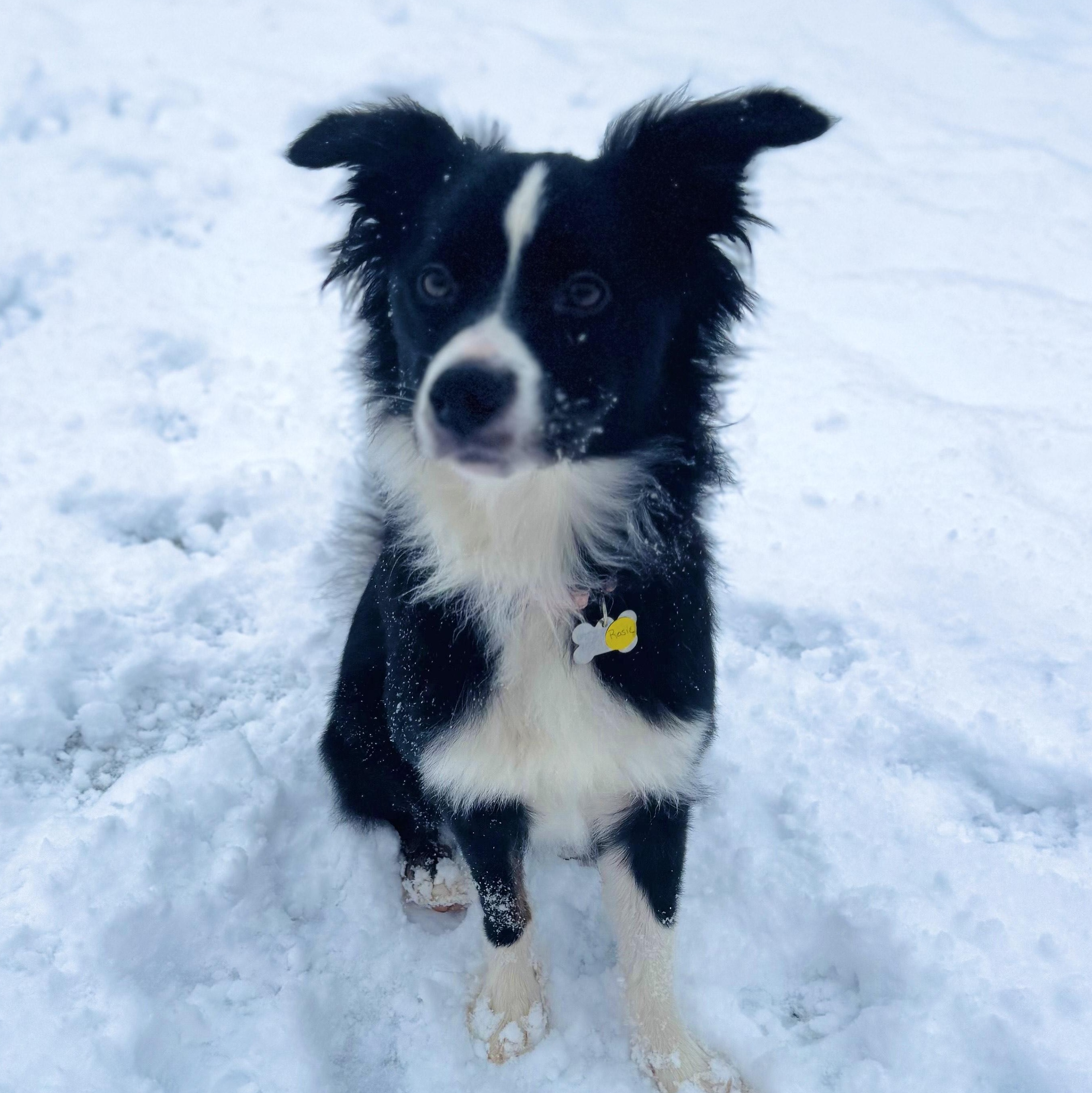 Enlarge Rosie, an adopted mixed breed in Albany, NY image 2/6