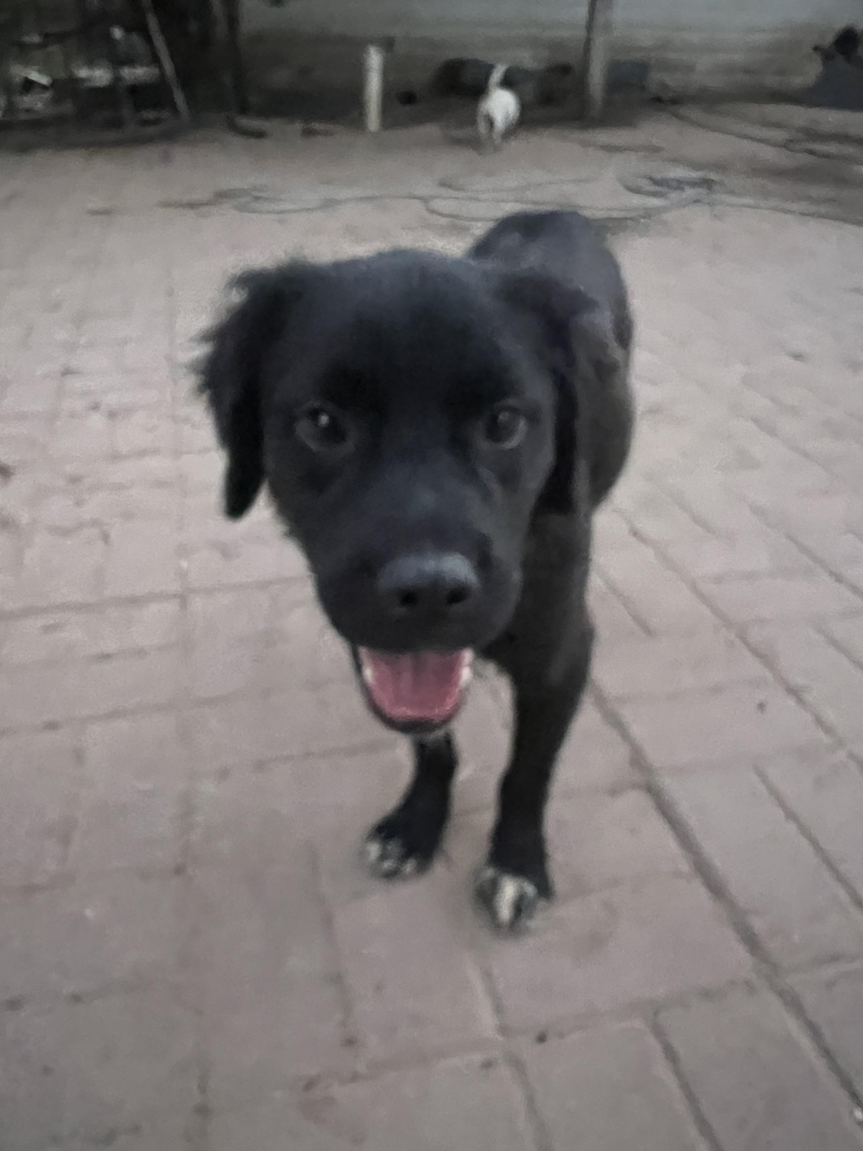 Dog for adoption Gordon, a Terrier & Chihuahua Mix in chicago, IL