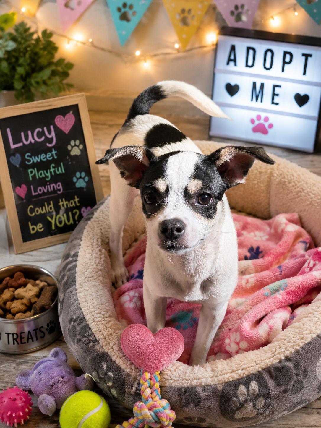 Lucy, Adoptable, Puppy Female Chihuahua.