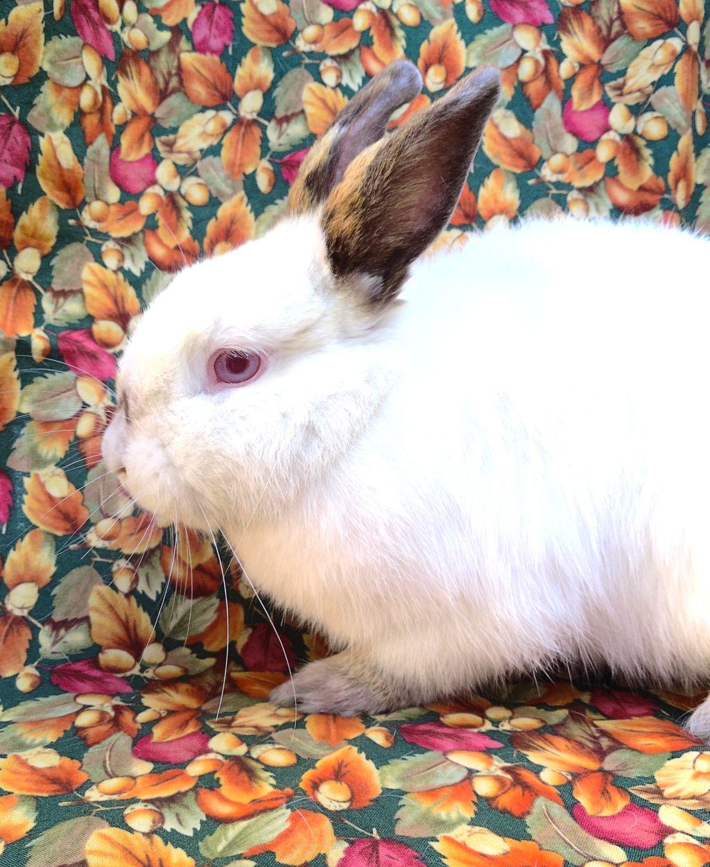 Morgan, adoptable, Adult Female Californian.