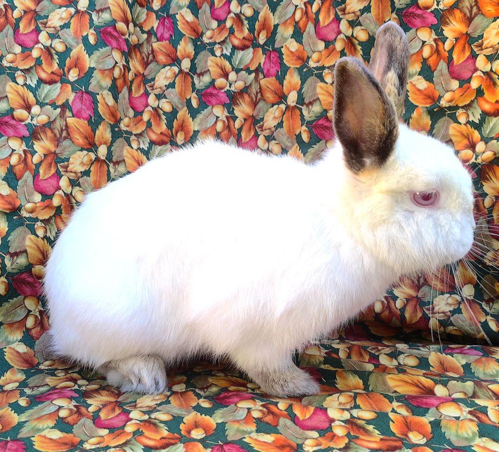 Enlarge Morgan, an adoptable mixed breed in Goleta, CA image 2/2