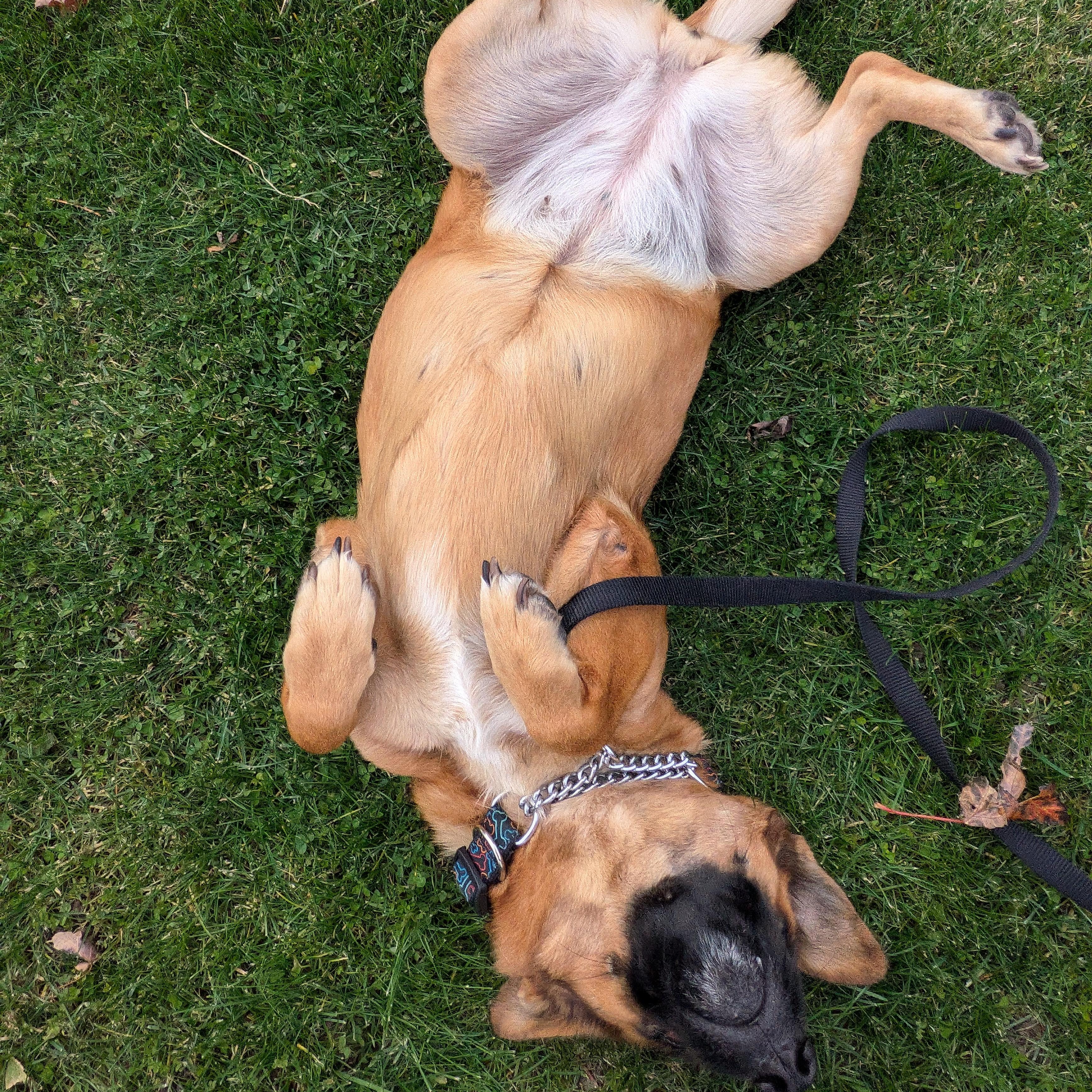 Enlarge Chepina, a Adopted mixed breed in KITCHENER, ON image 4/4