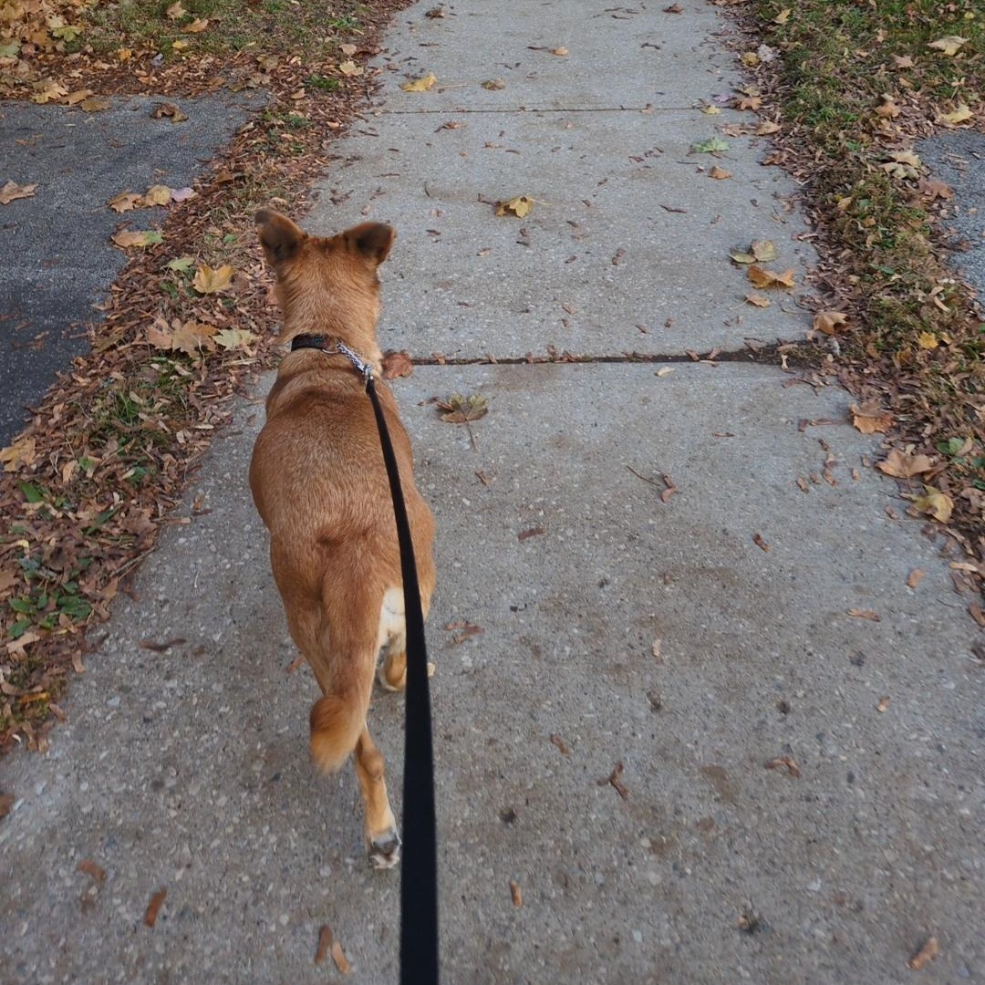 Enlarge Chepina, a Adopted mixed breed in KITCHENER, ON image 2/4
