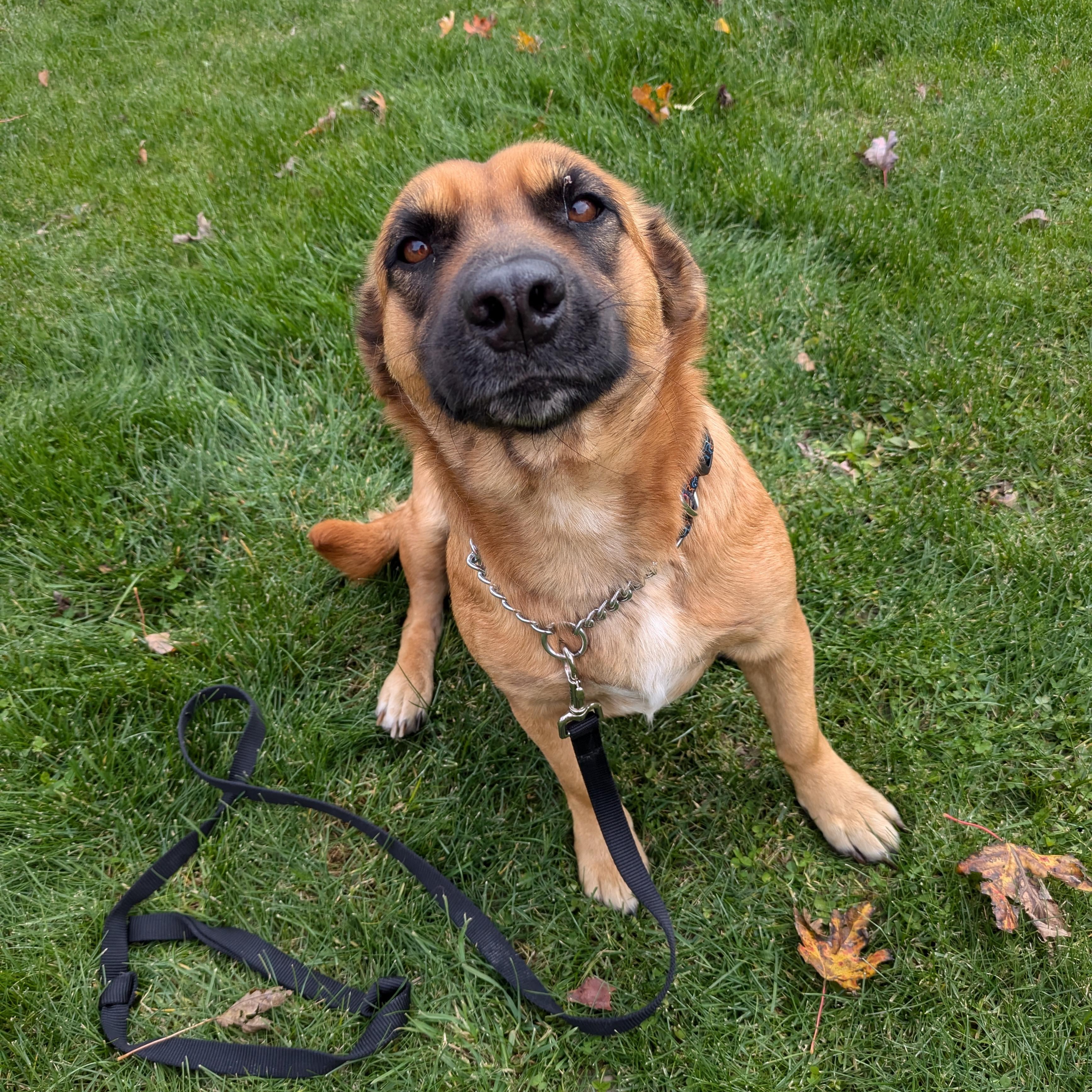 Enlarge Chepina, a Adopted mixed breed in KITCHENER, ON image 1/4