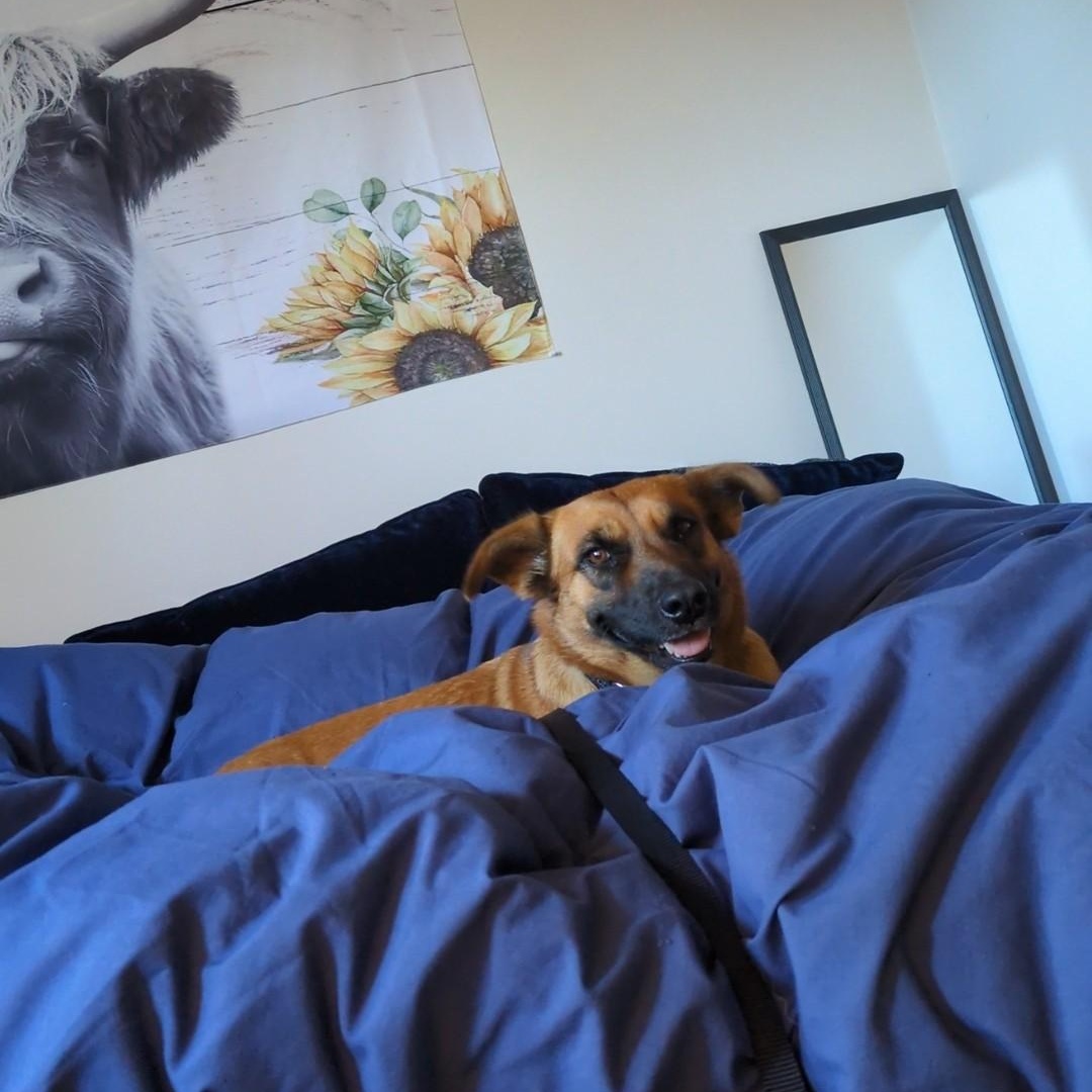 Enlarge Chepina, a Adopted mixed breed in KITCHENER, ON image 3/4