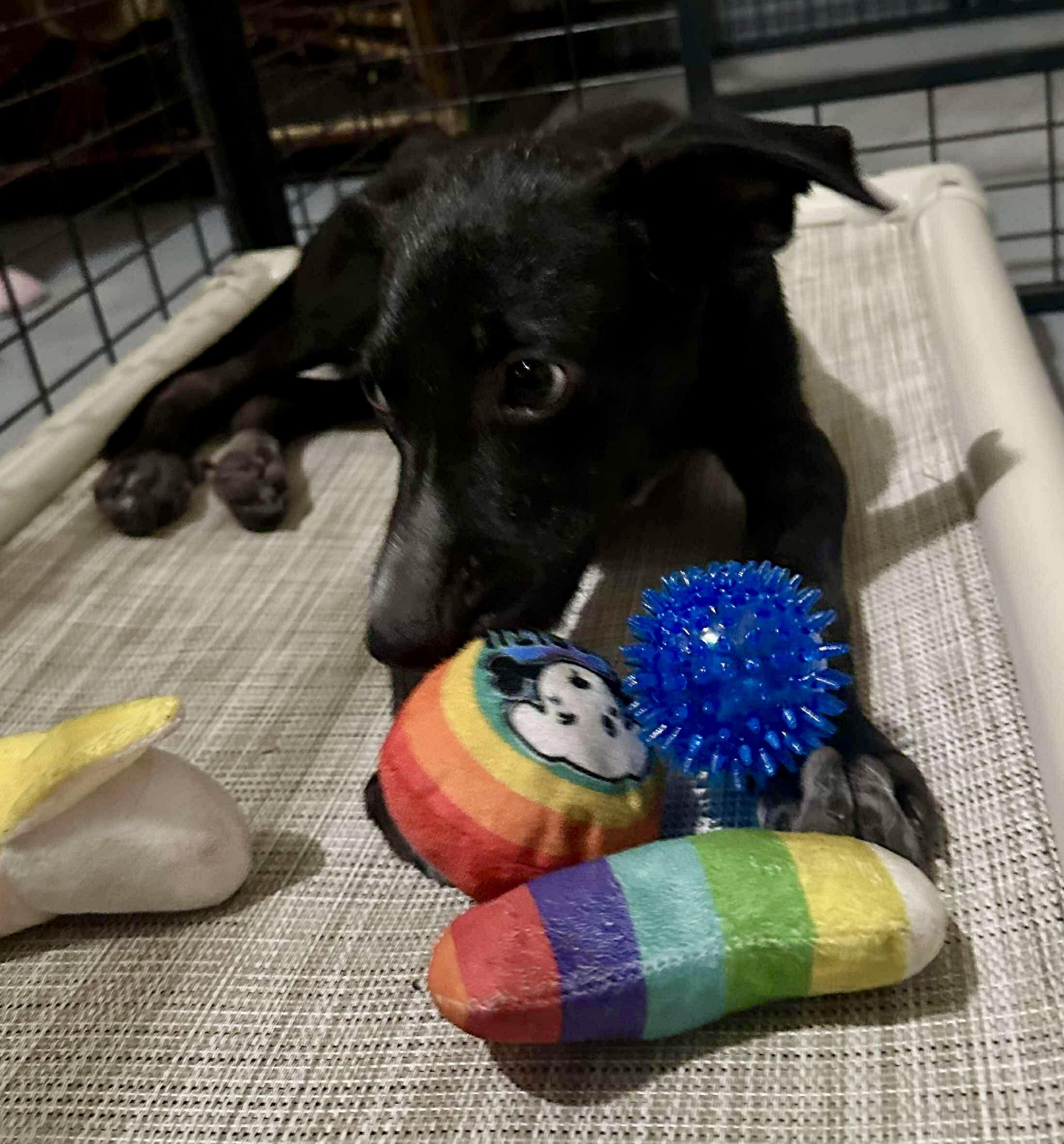 Enlarge Harper, a Adoptable mixed breed in Albany , NY image 5/6