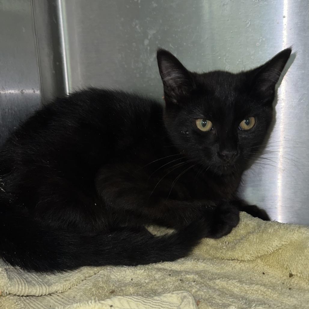 Allie*, Adoptable, Kitten Female Domestic Short Hair.