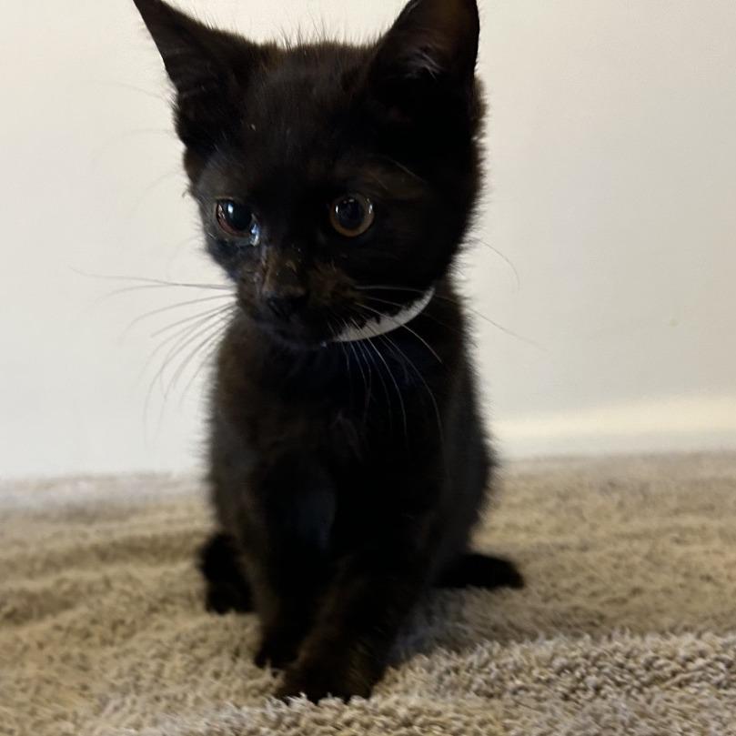 Allie*, a Adoptable Domestic Short Hair in San Gabriel, CA image 2/3