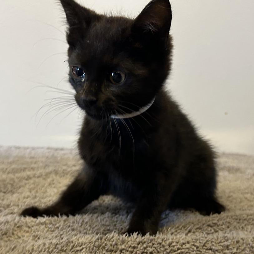 Allie*, a Adoptable Domestic Short Hair in San Gabriel, CA image 3/3