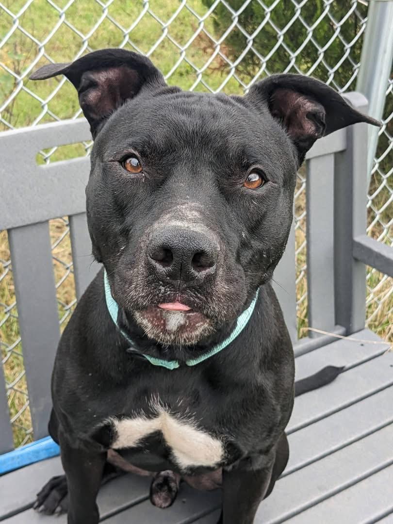 Enlarge Buddy (ID 32021), a Adoptable Pit Bull Terrier in Manassas, VA image 4/4
