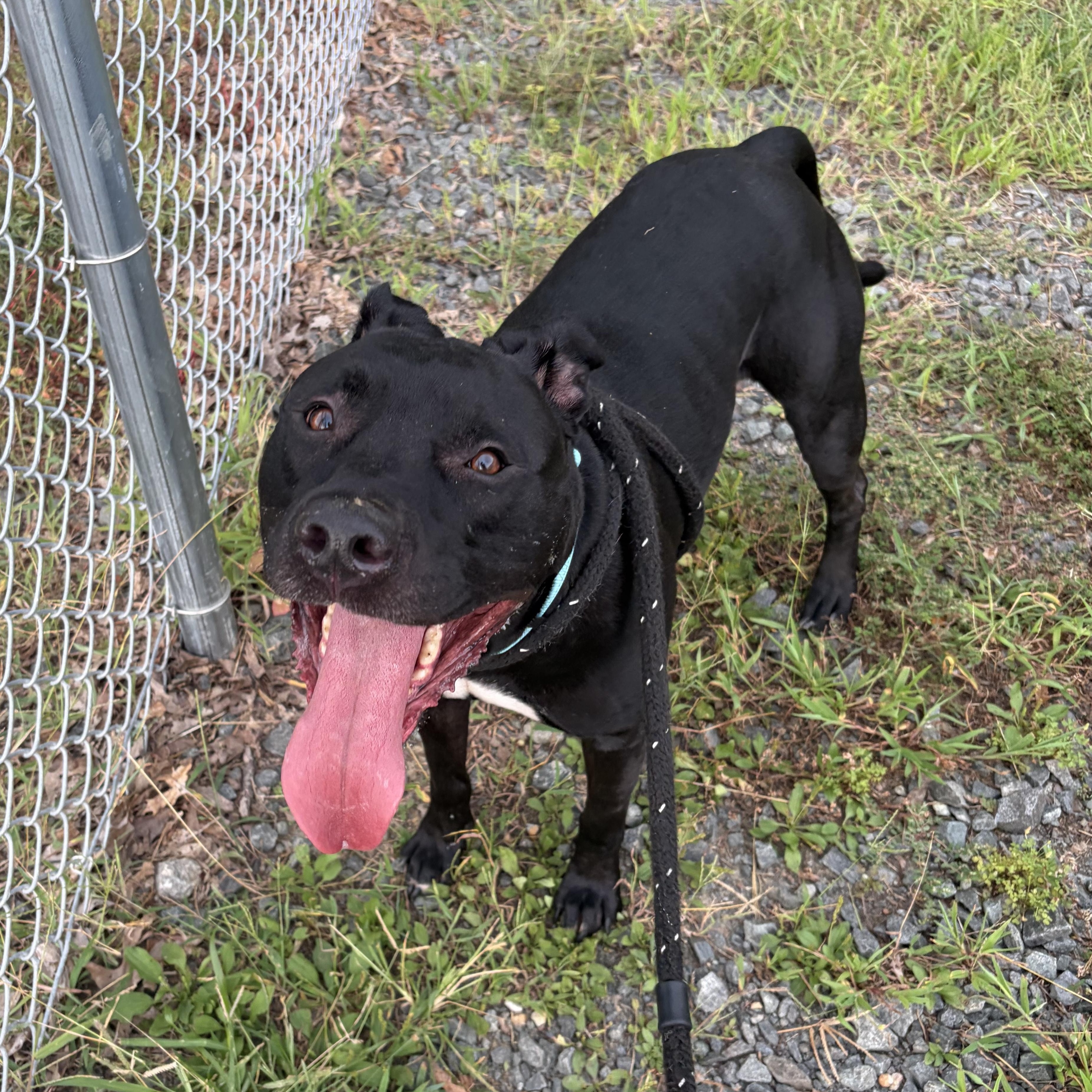 Enlarge Buddy (ID 32021), a Adoptable Pit Bull Terrier in Manassas, VA image 3/4