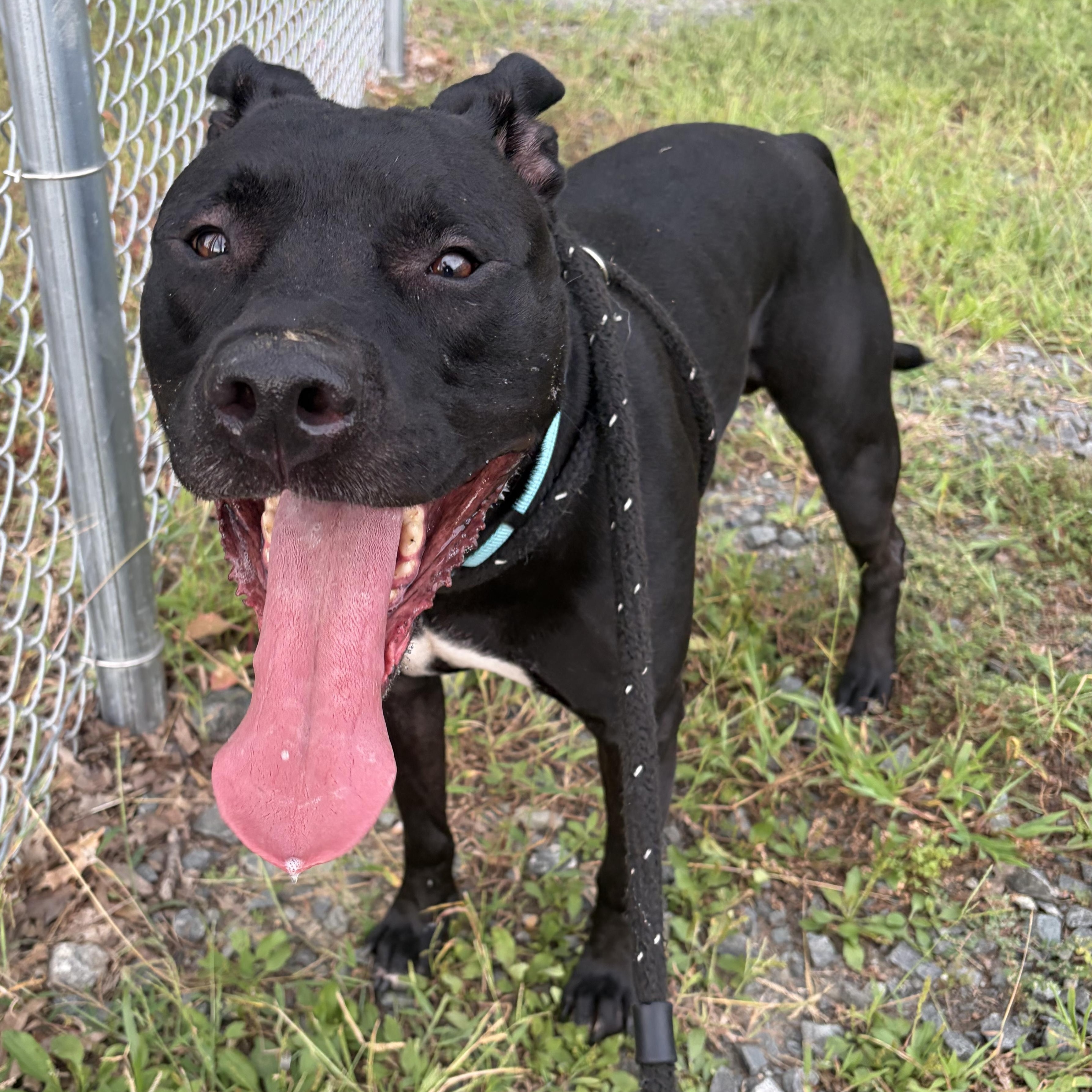 Enlarge Buddy (ID 32021), a Adoptable Pit Bull Terrier in Manassas, VA image 2/4