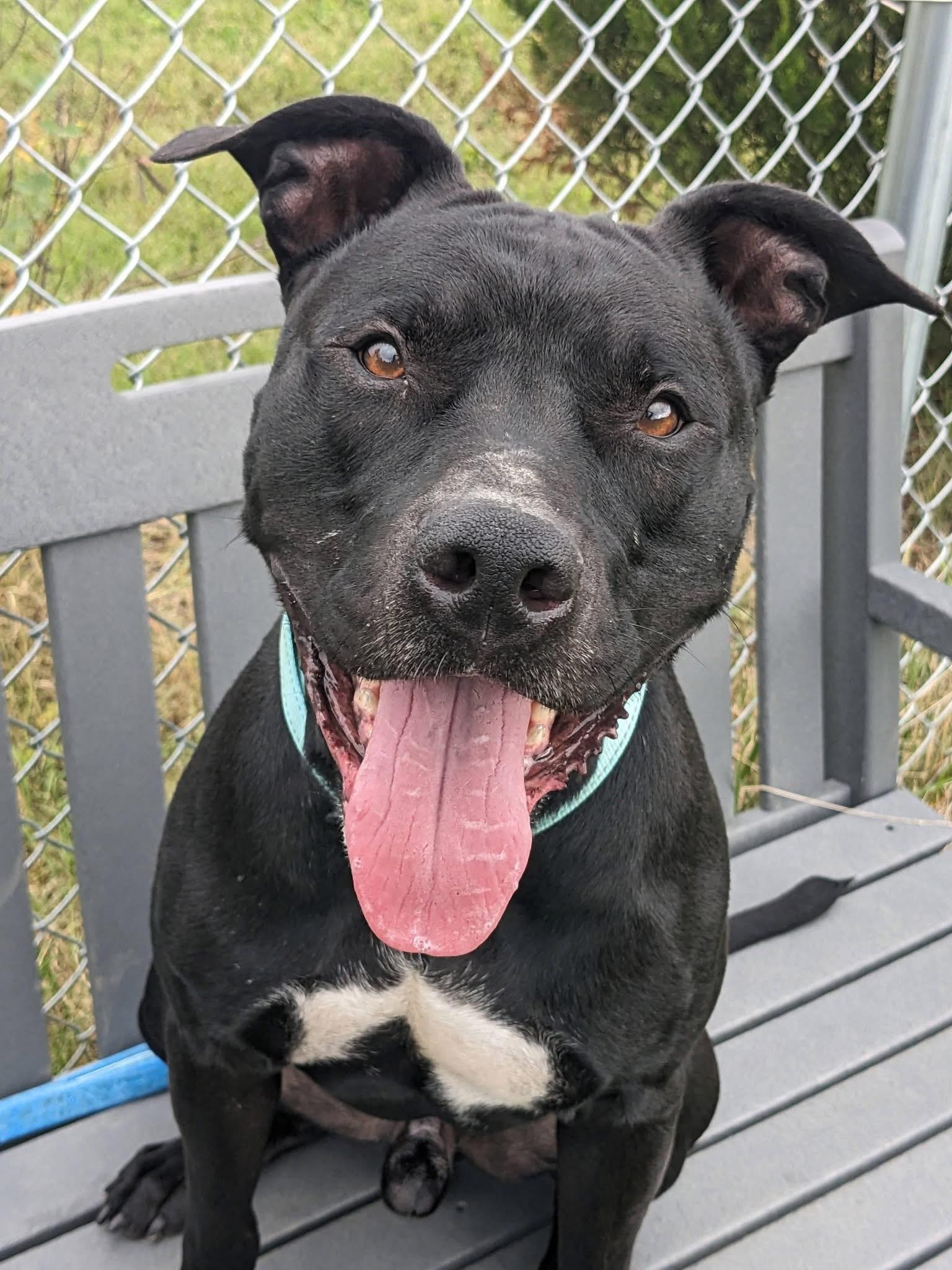 Enlarge Buddy (ID 32021), a Adoptable Pit Bull Terrier in Manassas, VA image 1/4