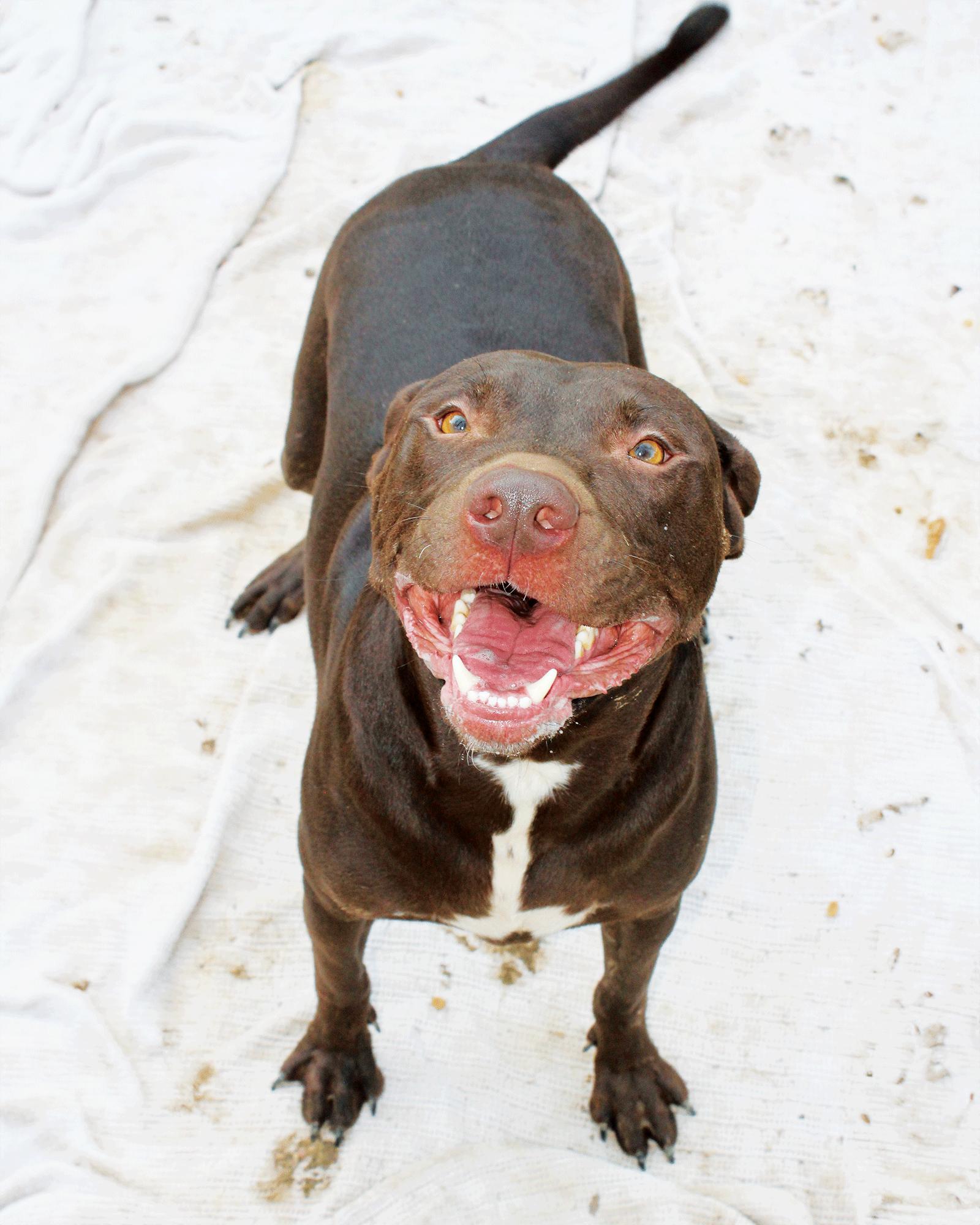 Rumpelstiltskin, a Adoptable Labrador Retriever in Munford, TN image 1/3