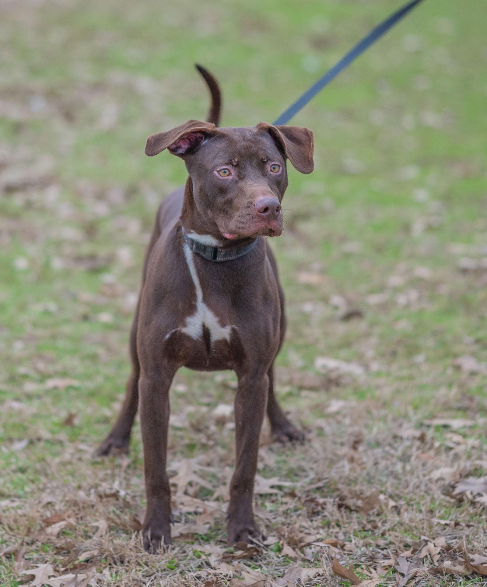 Rumpelstiltskin, a Adoptable Labrador Retriever in Munford, TN image 3/3