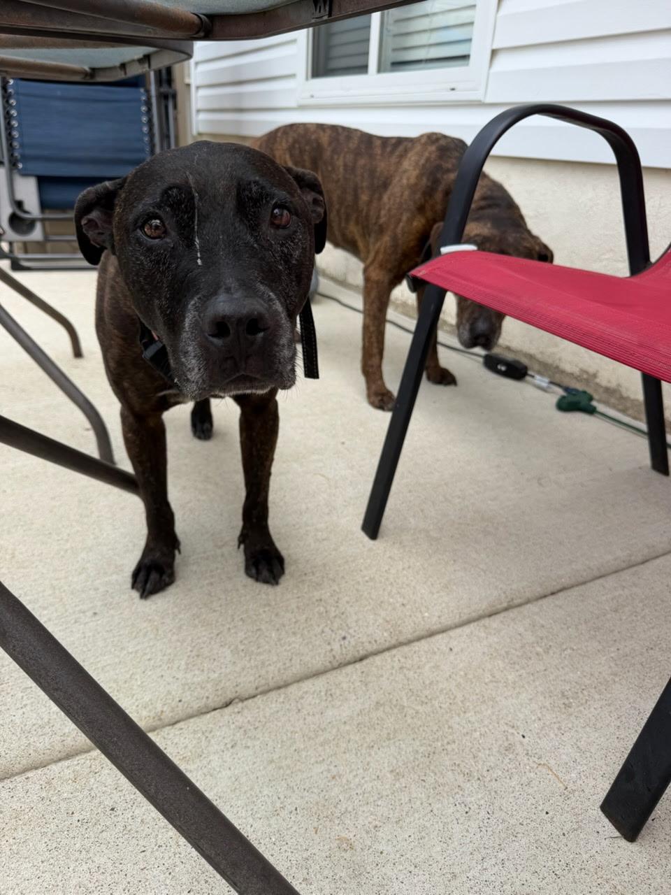 Grady, Adoptable, Senior Male Black Labrador Retriever.
