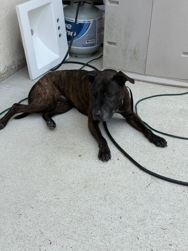 Enlarge Grady, a Adoptable Black Labrador Retriever in Egg Harbor City, NJ image 2/2