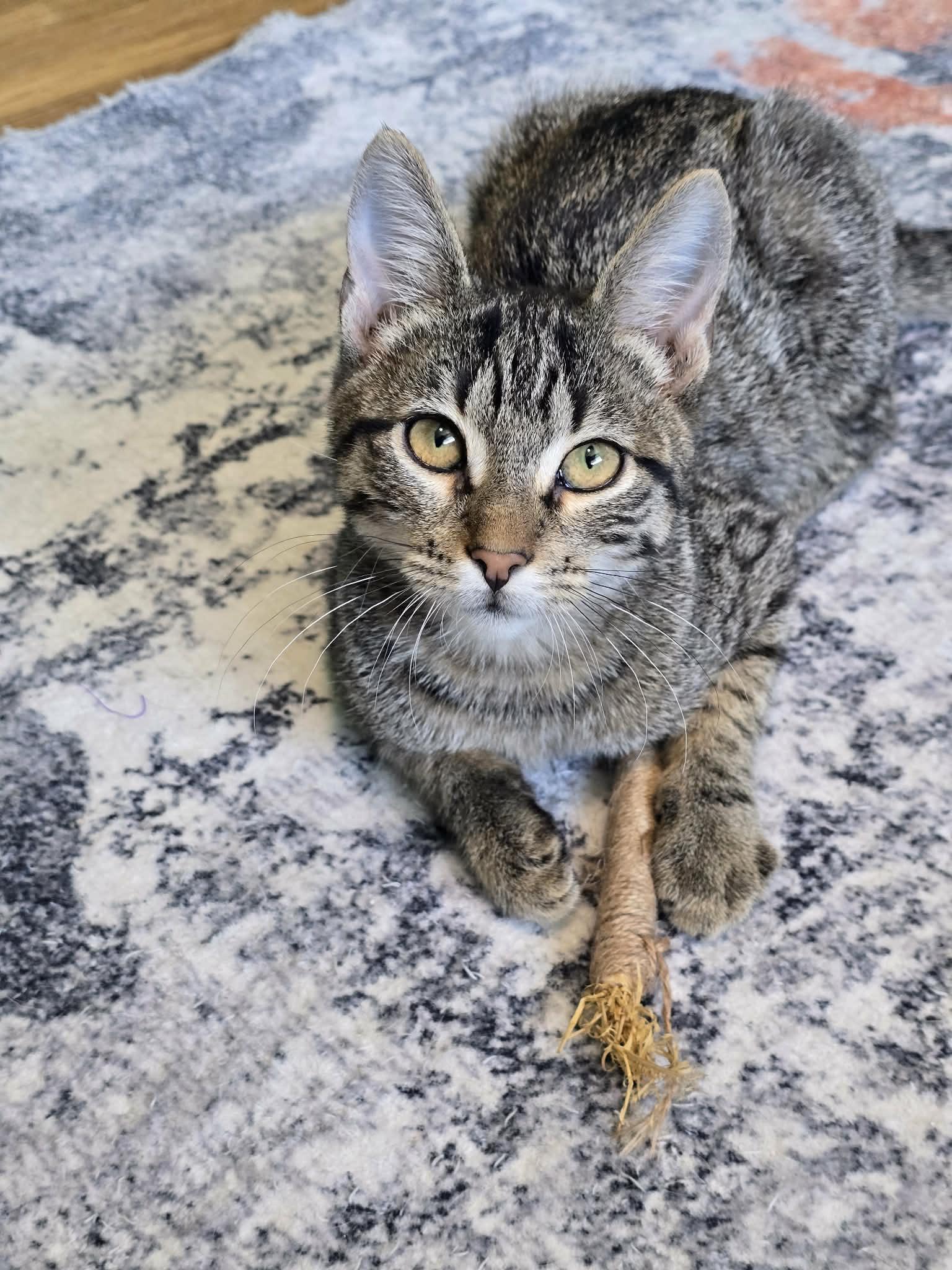 Steve, Adoptable, Kitten Male Domestic Short Hair.