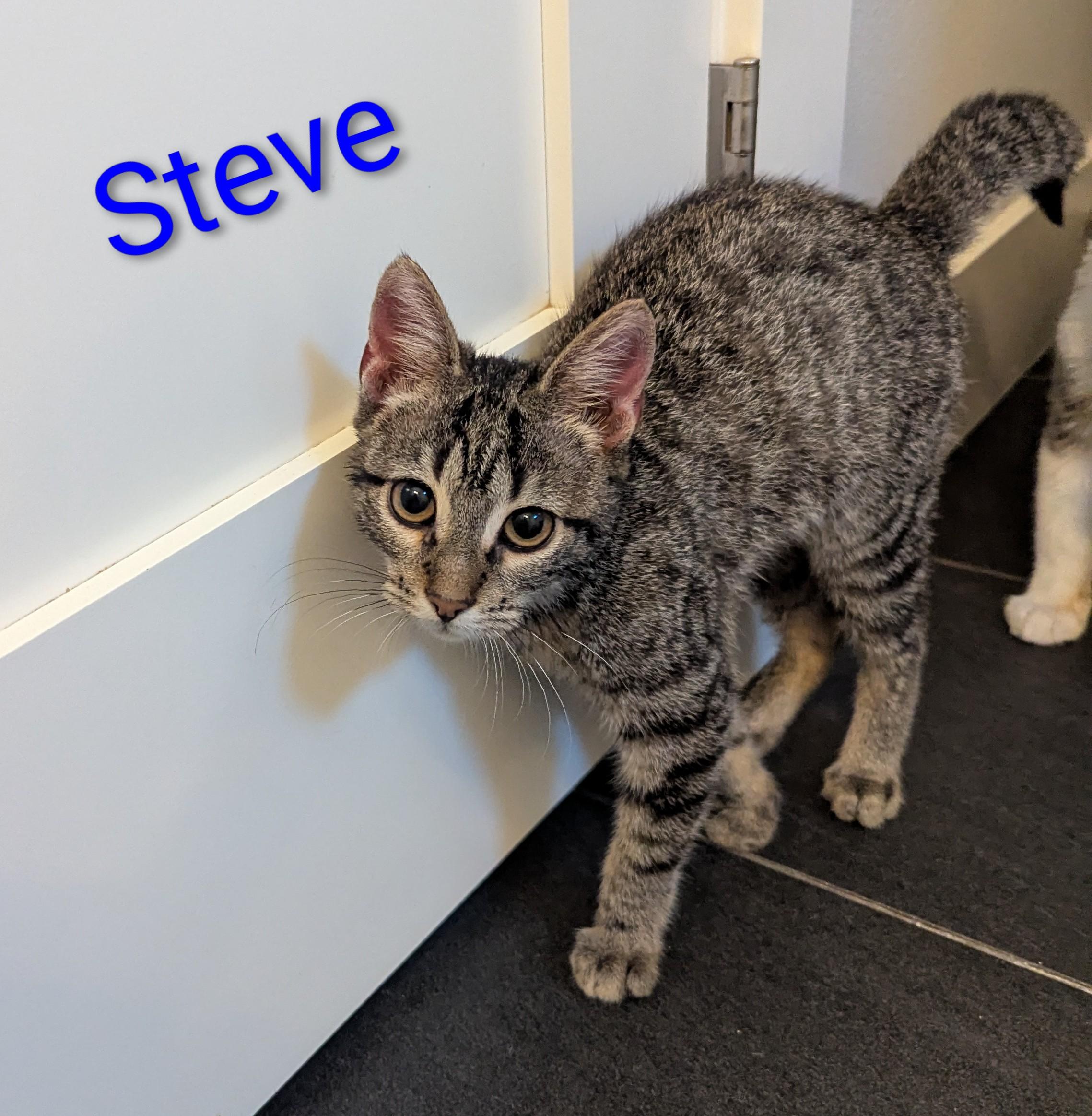 Steve, a Adoptable mixed breed in West Richland, WA image 2/2