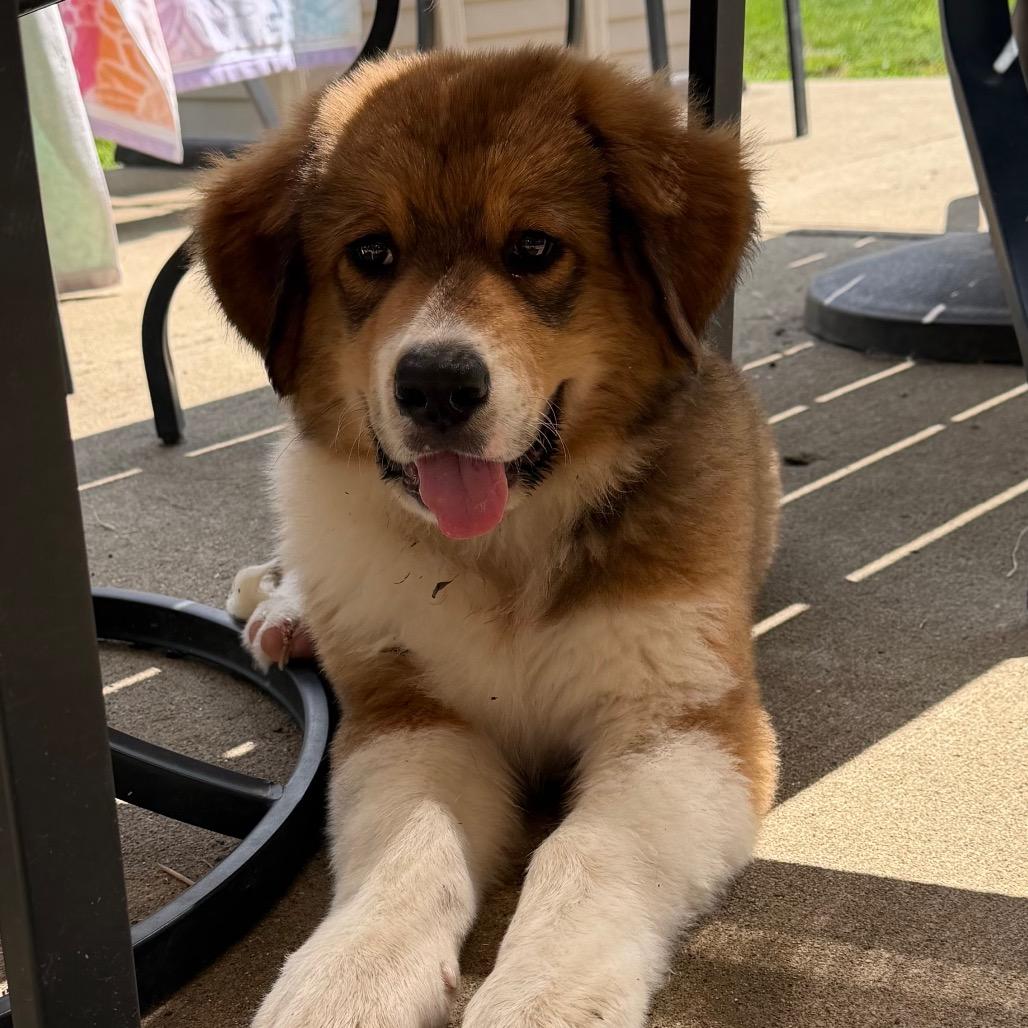 Alfie, Adoptable, Puppy Male Bernese Mountain Dog & Great Pyrenees.