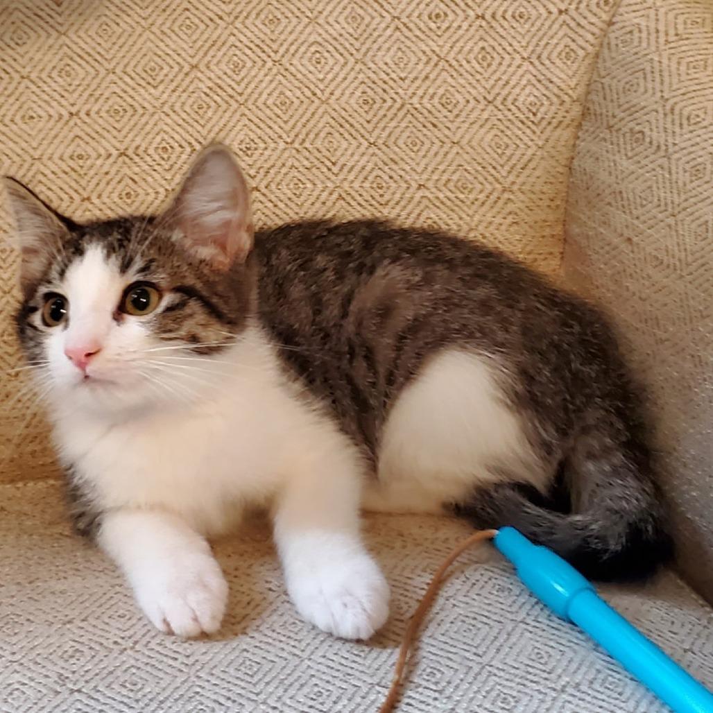 Versace, Adoptable, Kitten Male Domestic Medium Hair.
