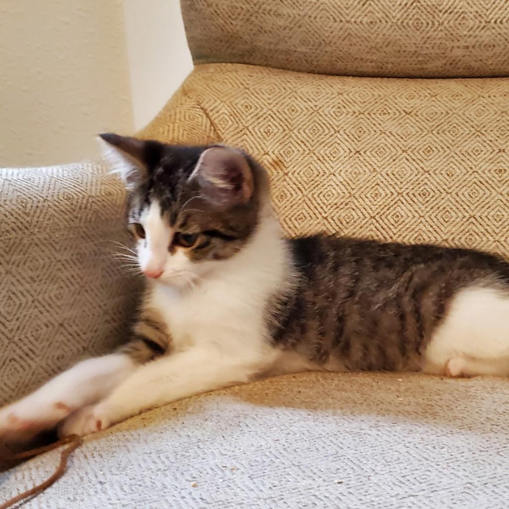 Versace, a Adoptable Domestic Medium Hair in Allyn, WA image 2/3