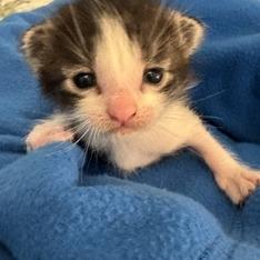 Versace, a Adoptable Domestic Medium Hair in Allyn, WA image 3/3