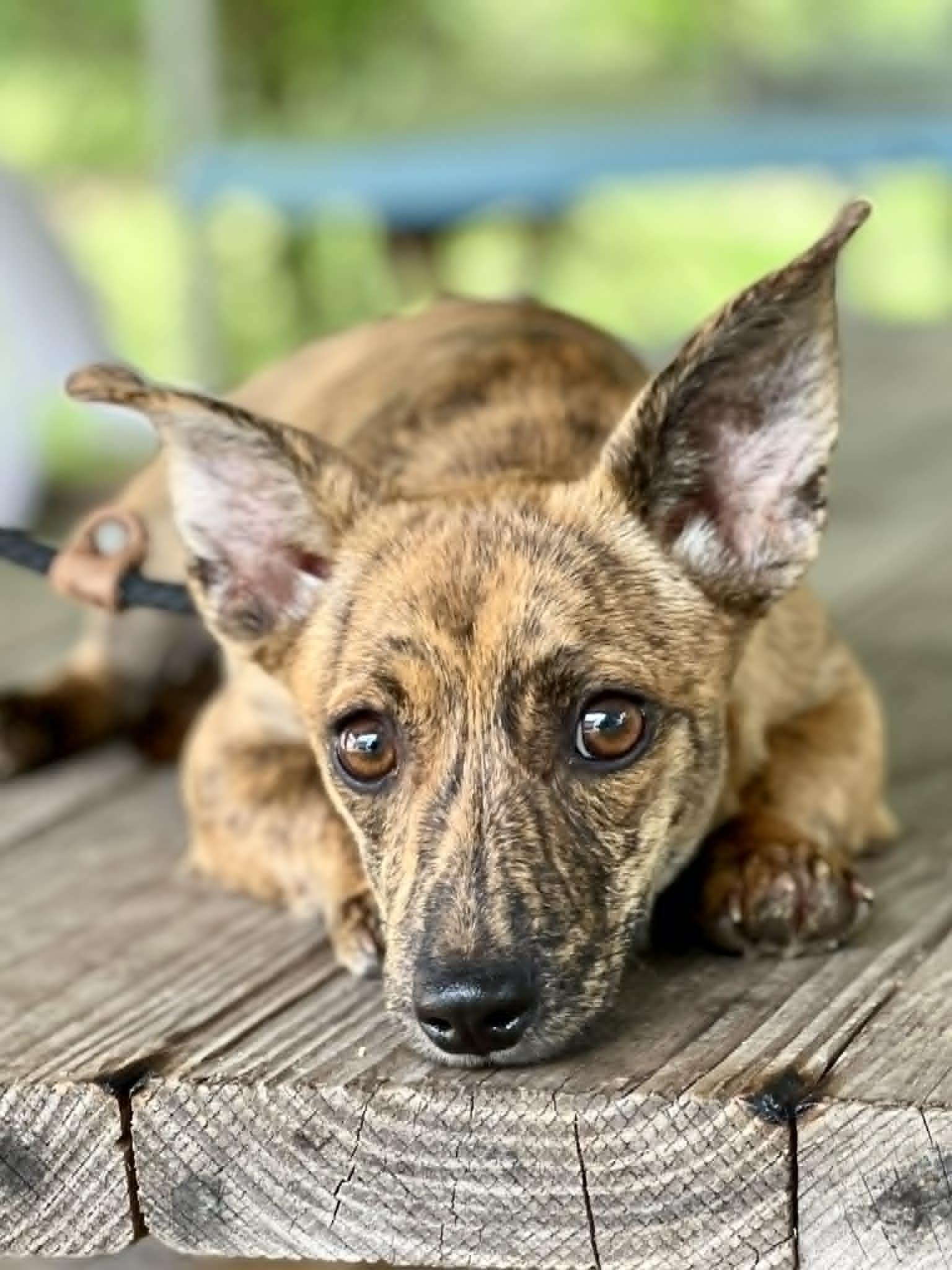 Enlarge Katana, a ADOPTABLE mixed breed in Brunswick, ME image 2/2
