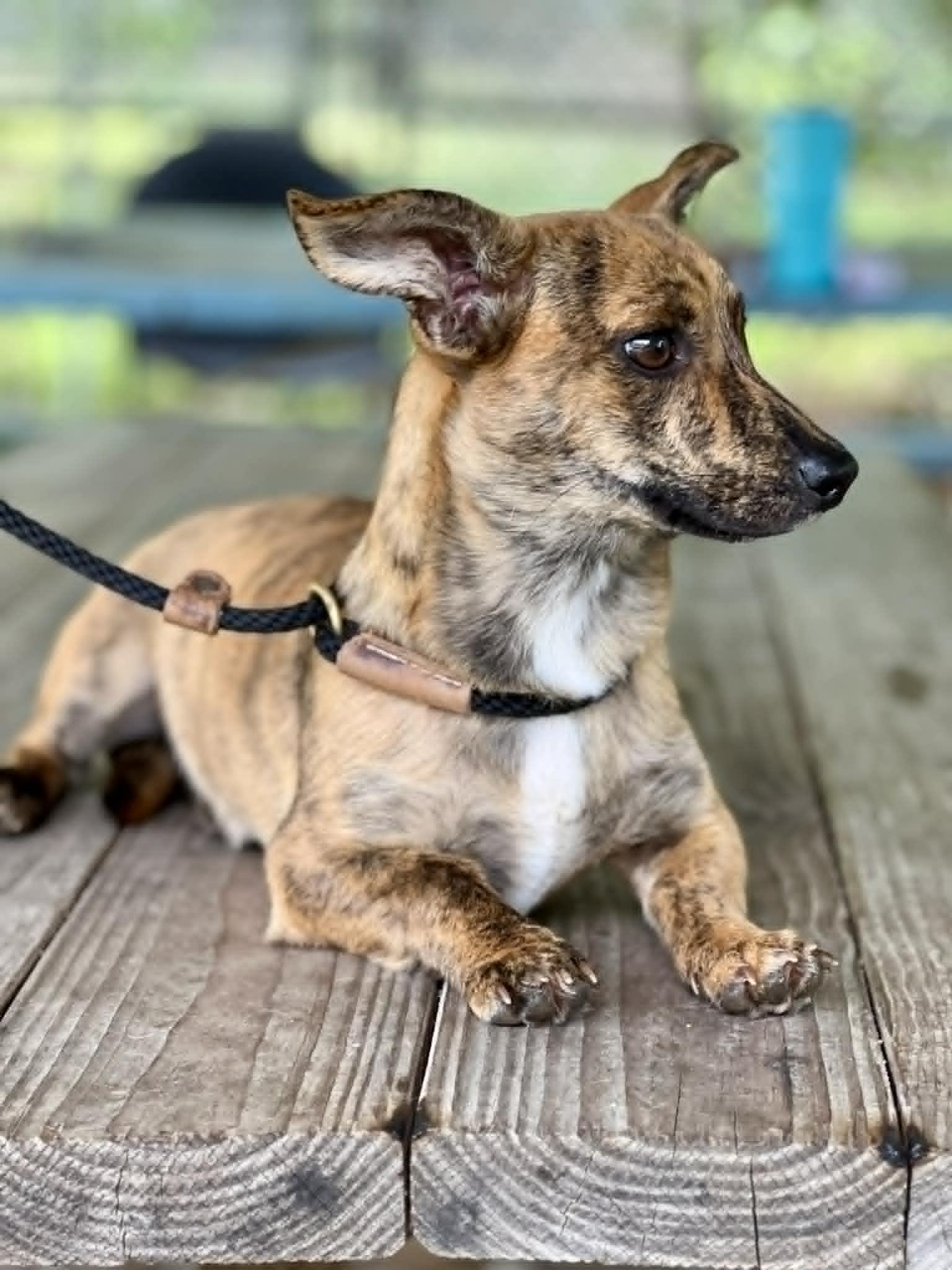 Katana, ADOPTABLE, Puppy Female Jack Russell Terrier & Chihuahua.
