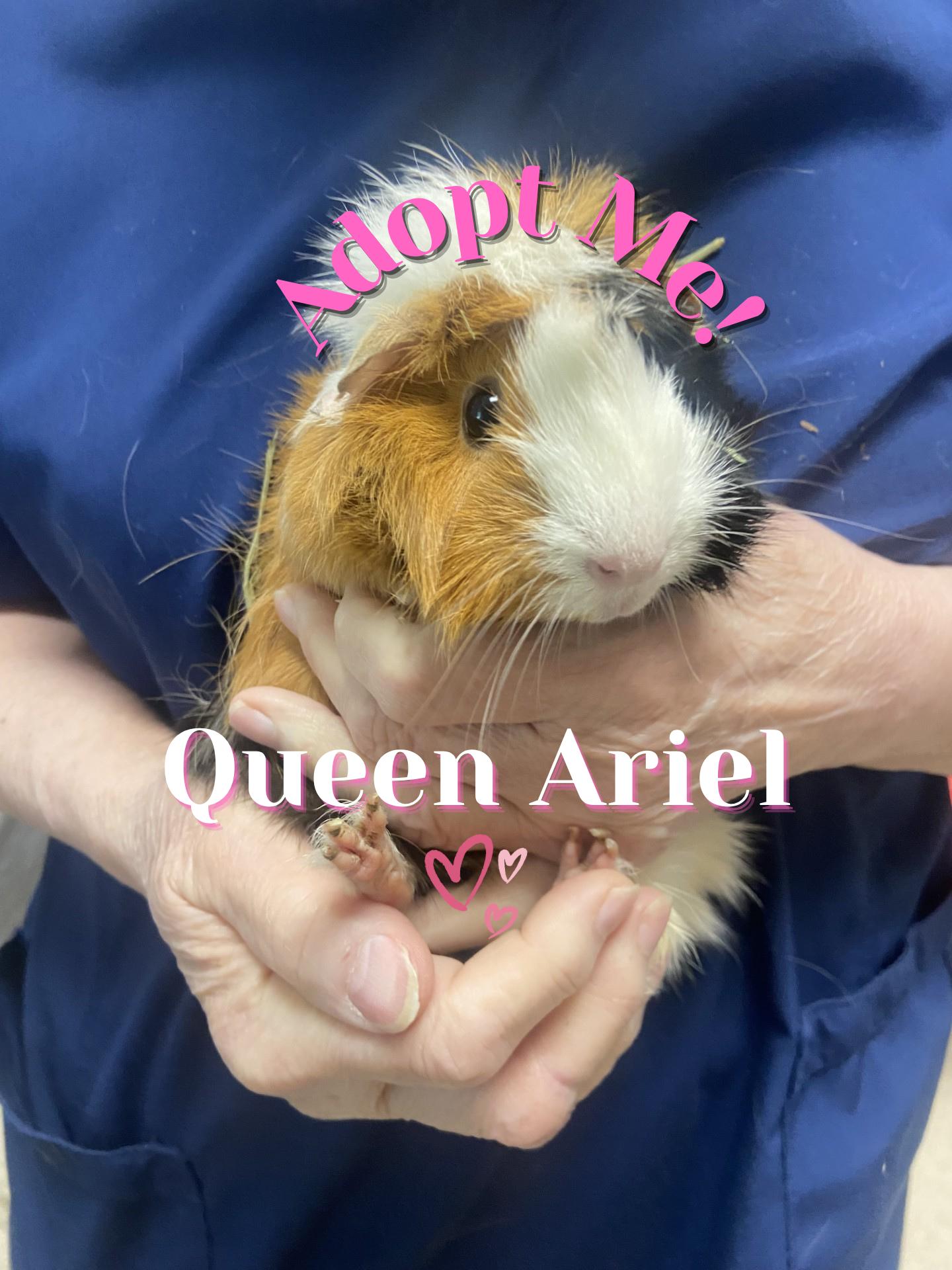 Queen Ariel, adopted, Adult Female Abyssinian.