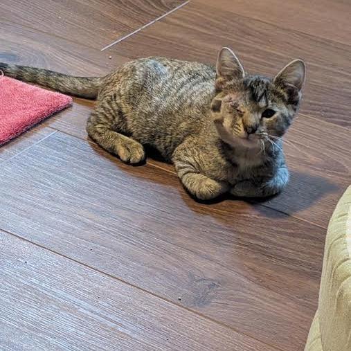 Mabel, Adoptable, Kitten Female Domestic Short Hair.