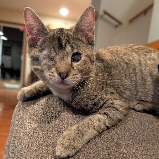 Enlarge Mabel, a Adoptable Domestic Short Hair in Madison, WI image 2/3