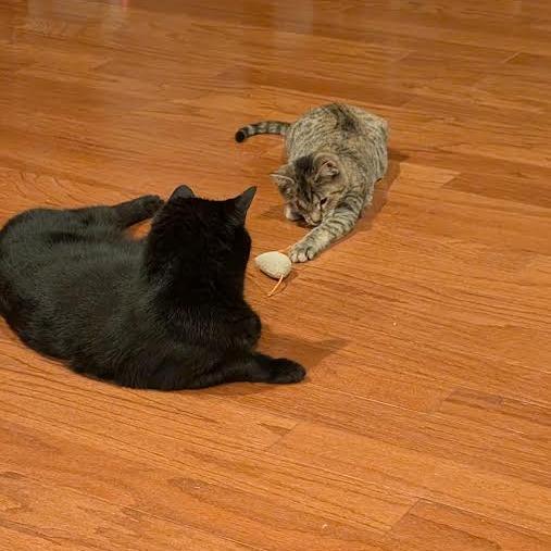 Enlarge Mabel, a Adoptable Domestic Short Hair in Madison, WI image 3/3