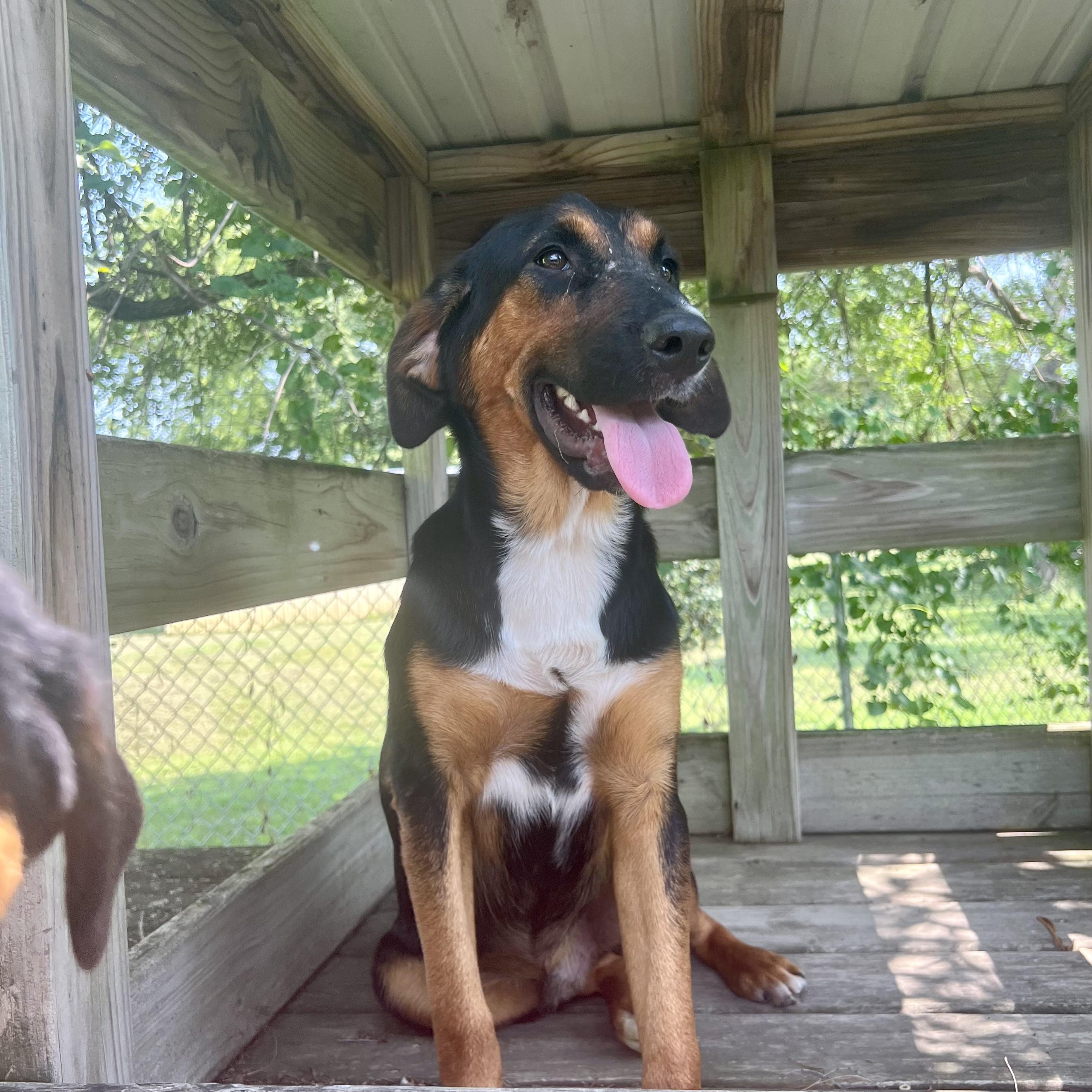 Linus, a ADOPTABLE mixed breed in Albany, MO image 4/6