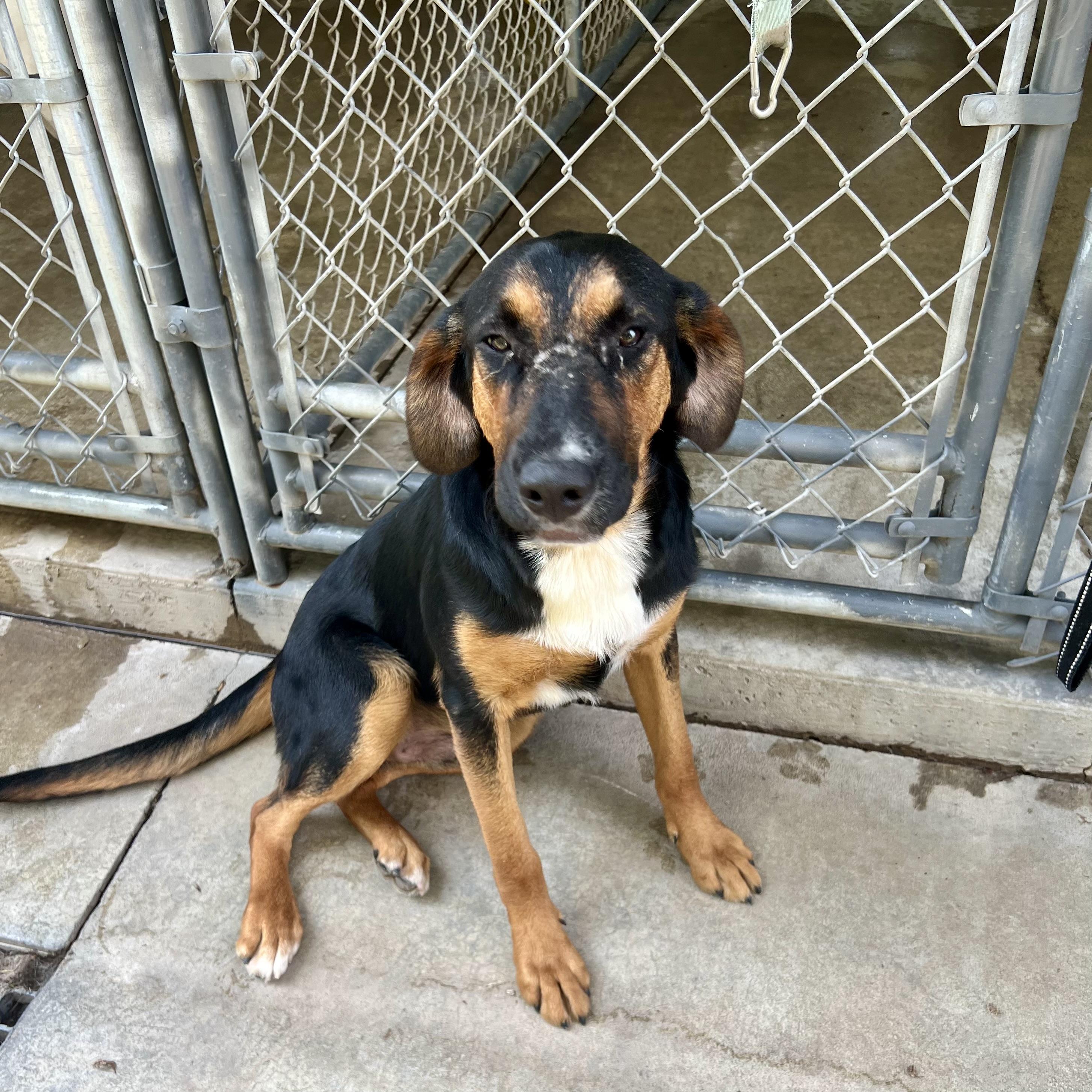 Linus, ADOPTABLE, Young Male Black and Tan Coonhound.