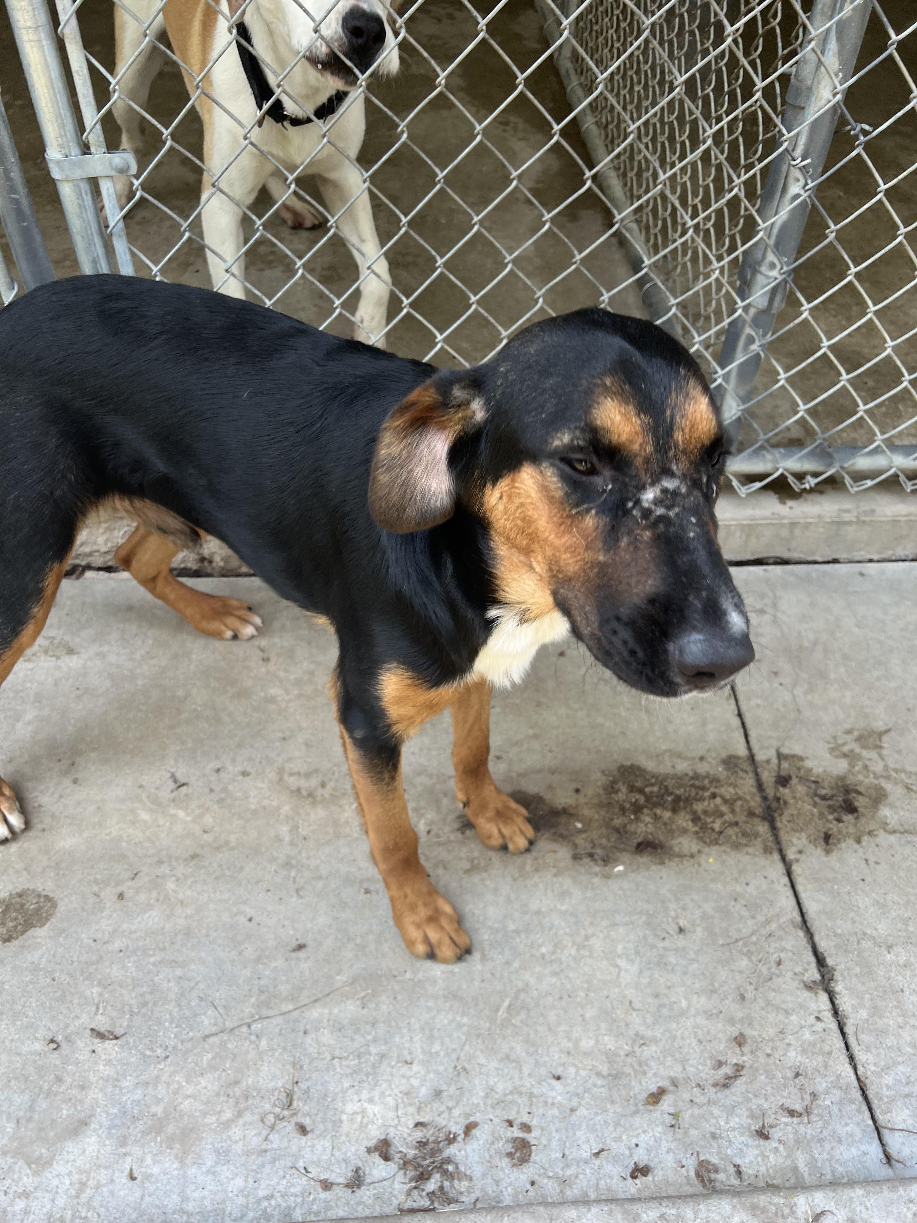 Linus, a ADOPTABLE mixed breed in Albany, MO image 2/6