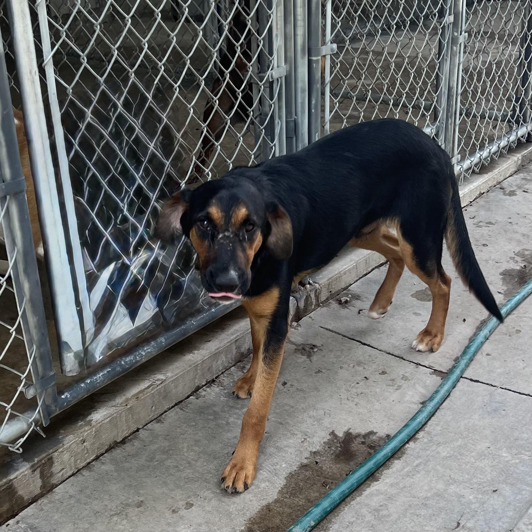 Linus, a ADOPTABLE mixed breed in Albany, MO image 5/6