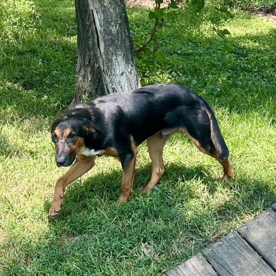 Linus, a ADOPTABLE mixed breed in Albany, MO image 6/6